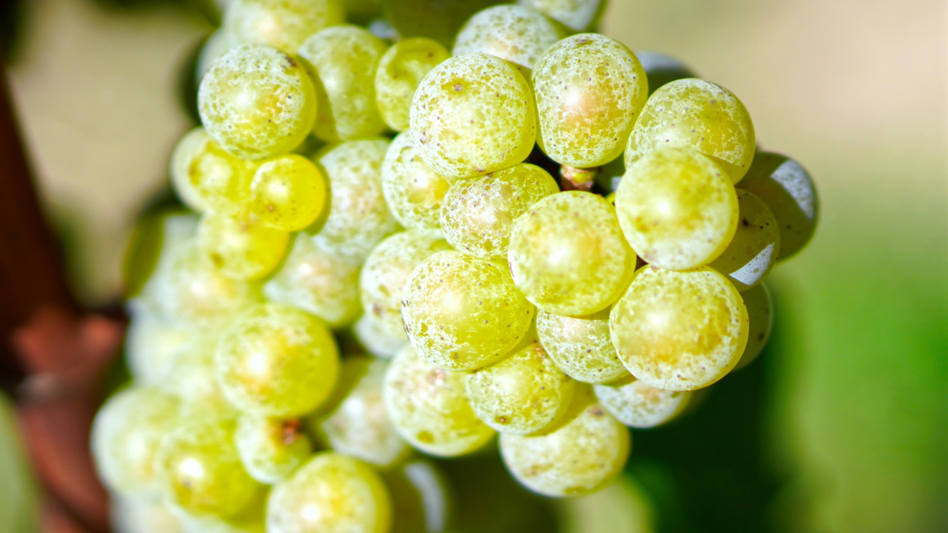 Гроздь круглого белого винограда крупным планом