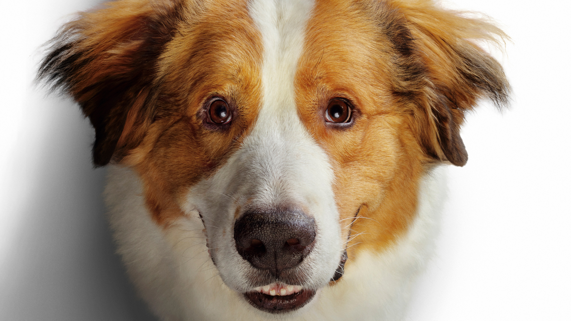 Морда золотистого ретривера в новом фильме Собачья жизнь 2, 2019 года