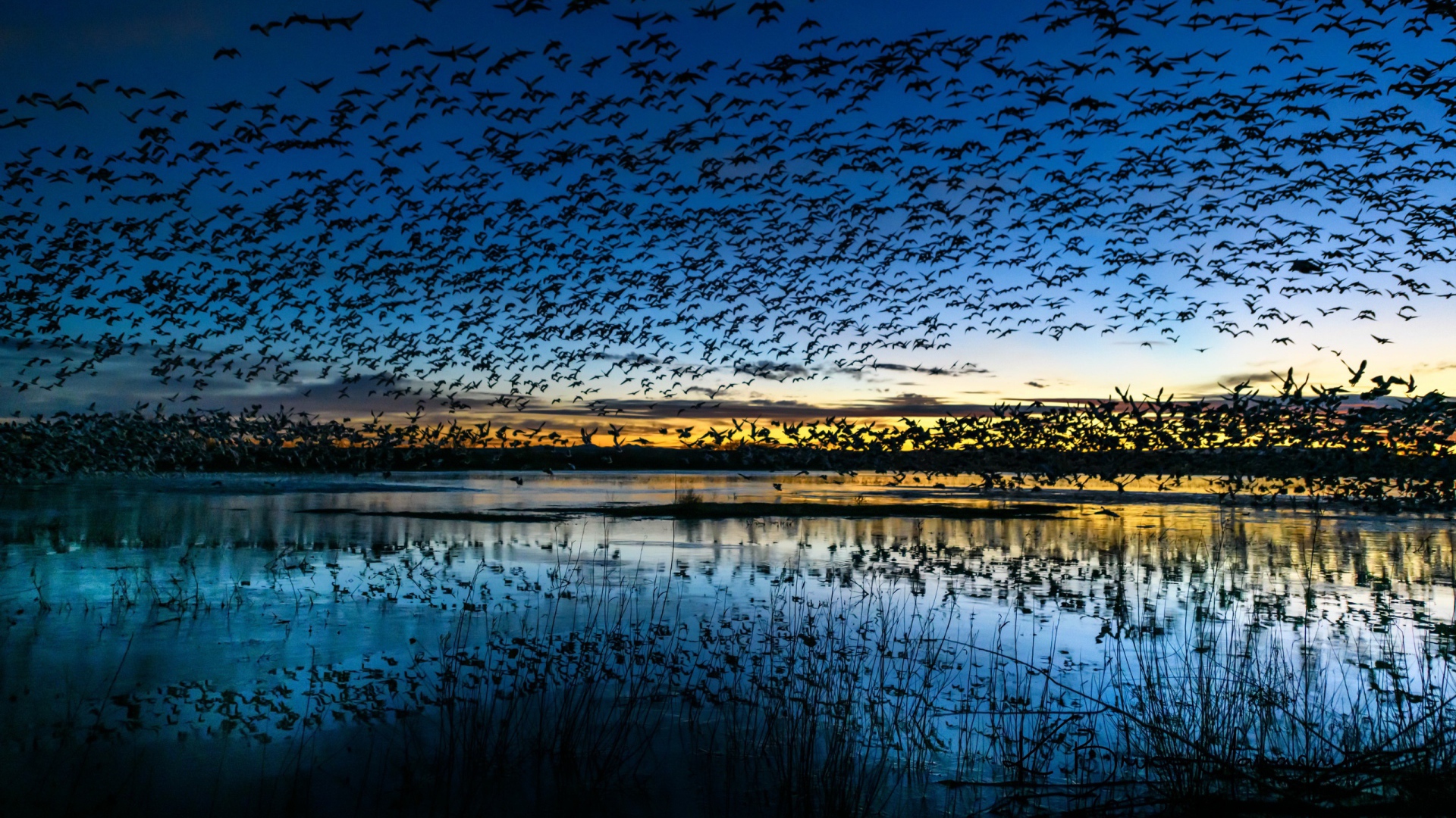 Стая птиц пролетает над прудом в сумерках