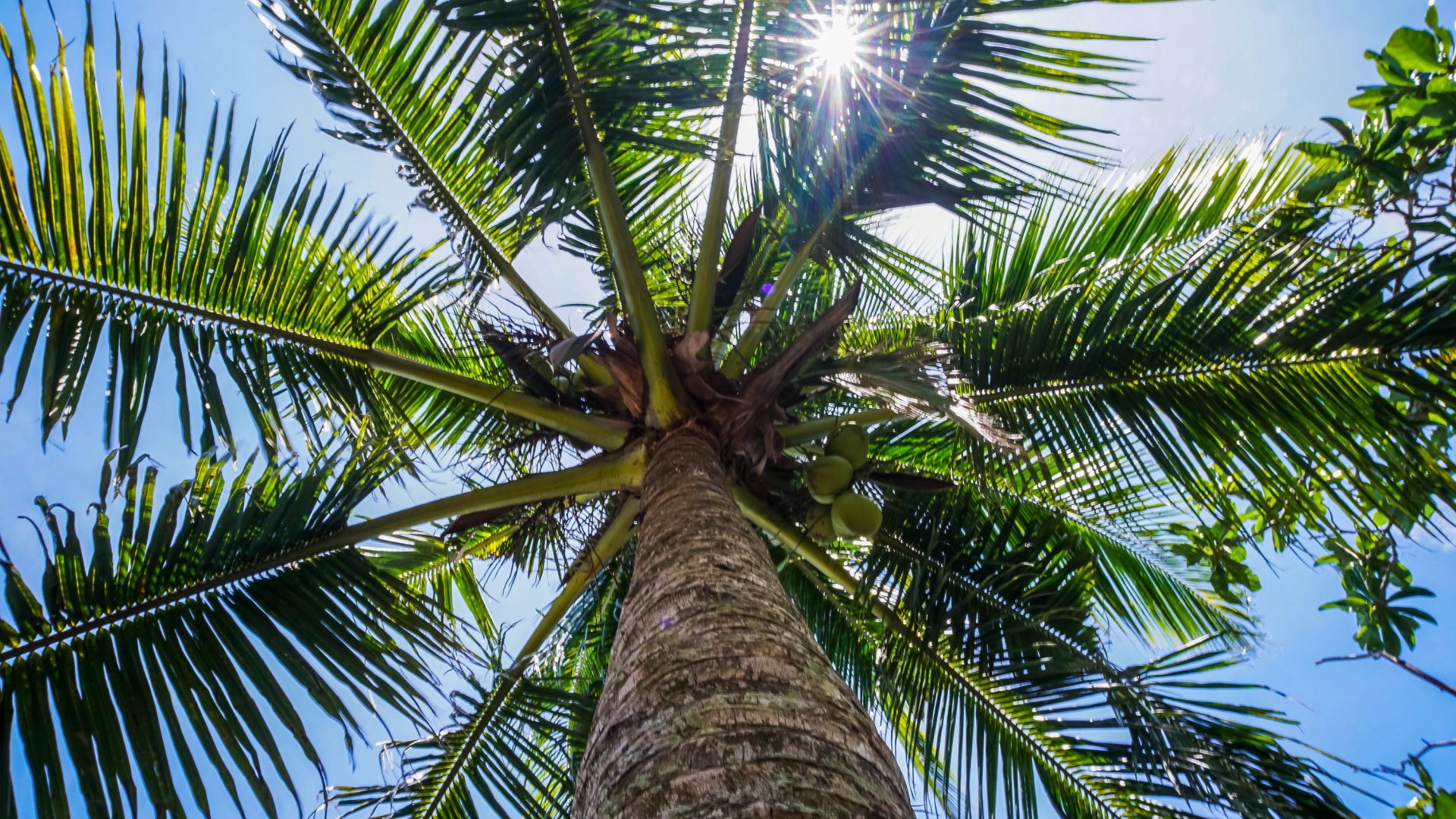 Большая зеленая пальма в лучах солнца