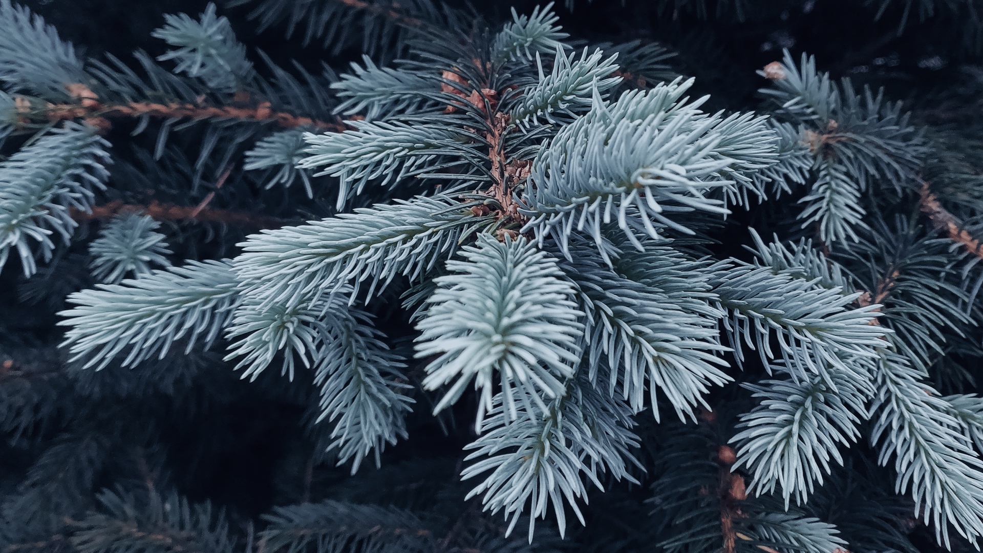 Ветка голубой ели крупным планом