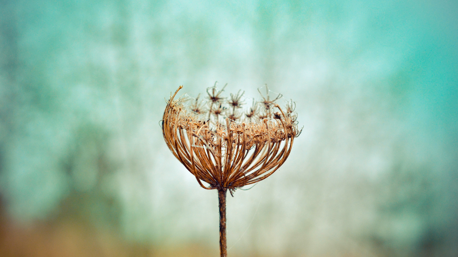 Зонтик высохшего растения крупным планом