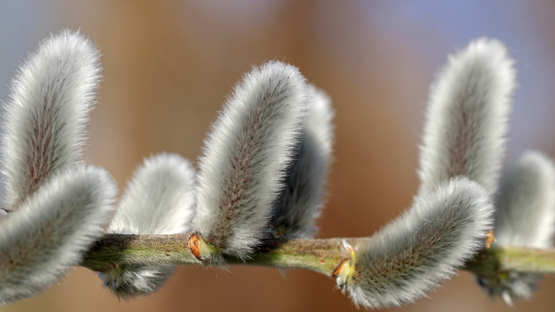Пушистая ветка вербы