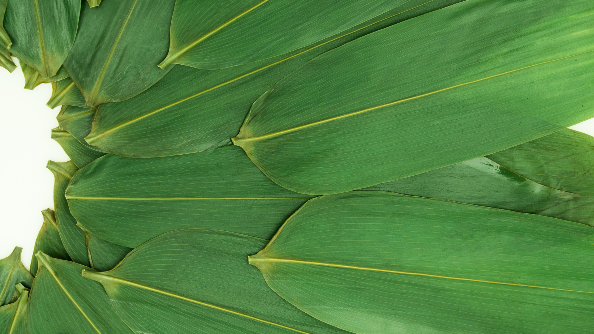 Зеленые кукурузные листья на белом фоне