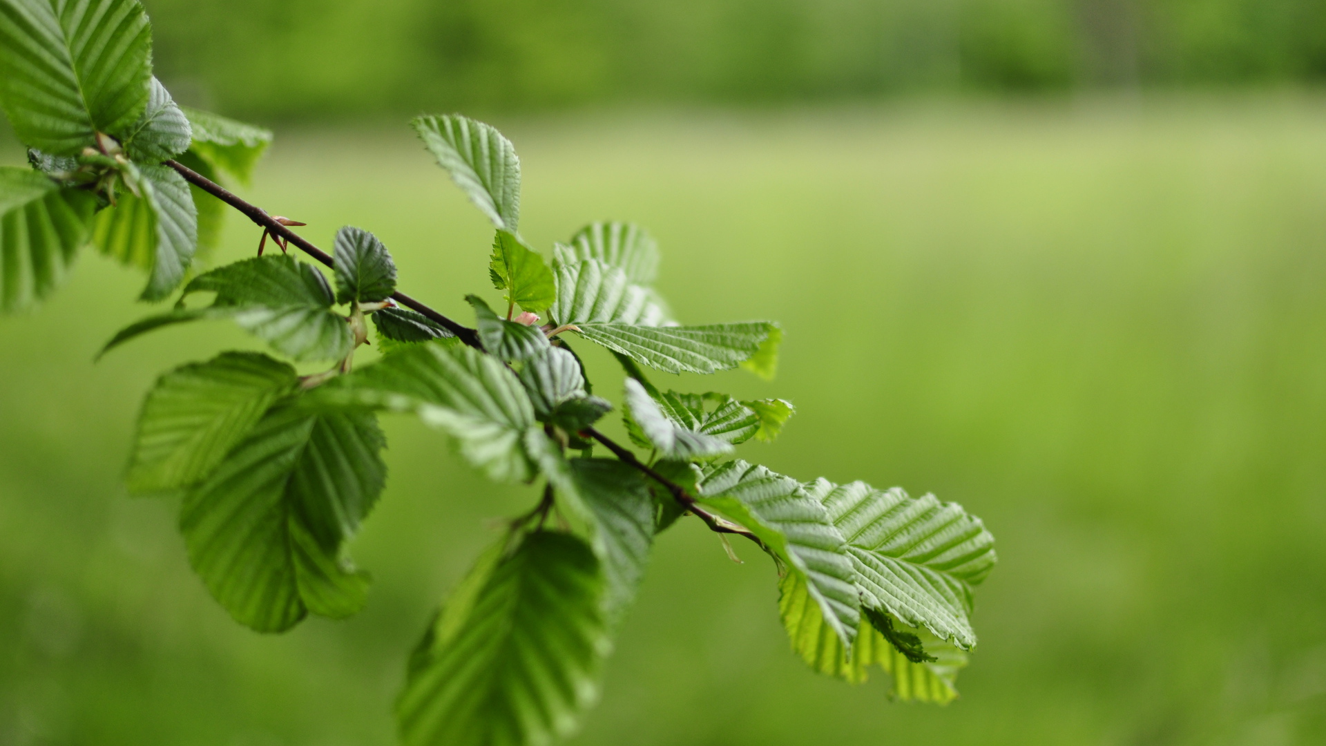 Зеленые листья на ветке дерева 