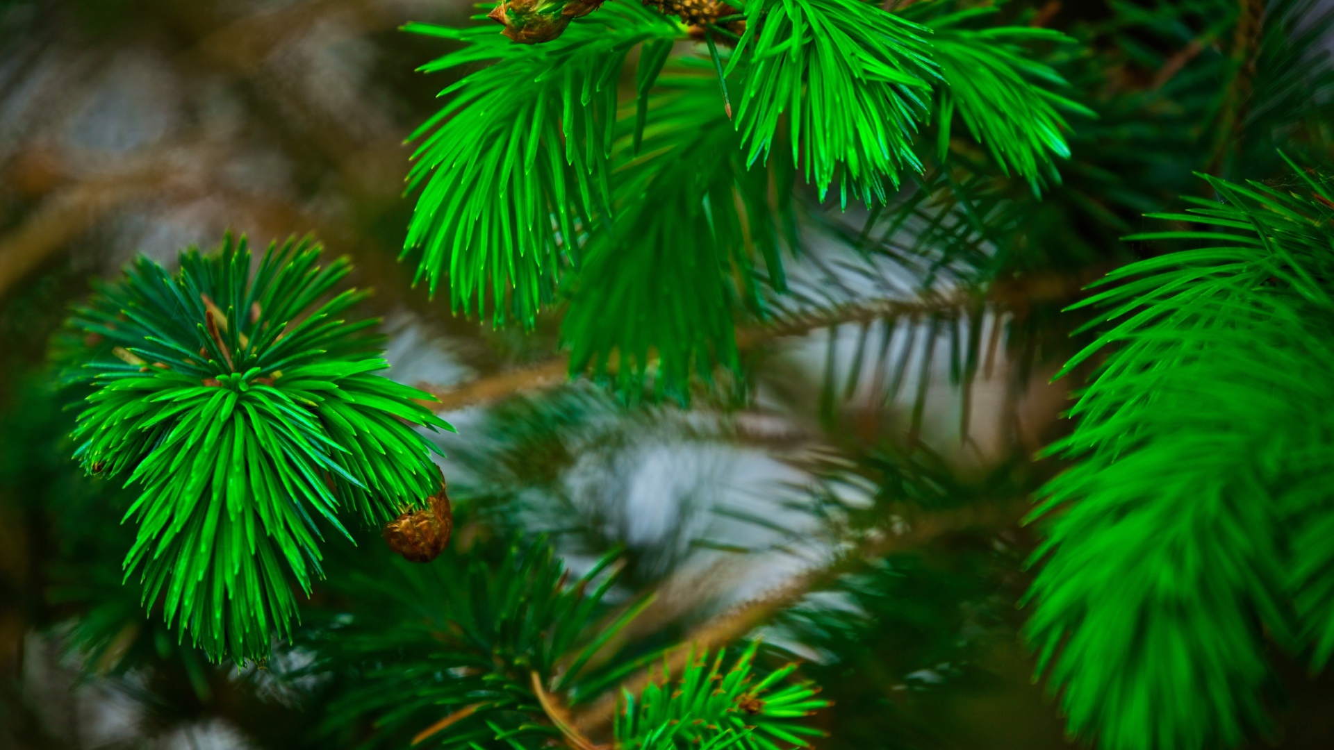 Зеленые сосновые иголки на ветках с шишками