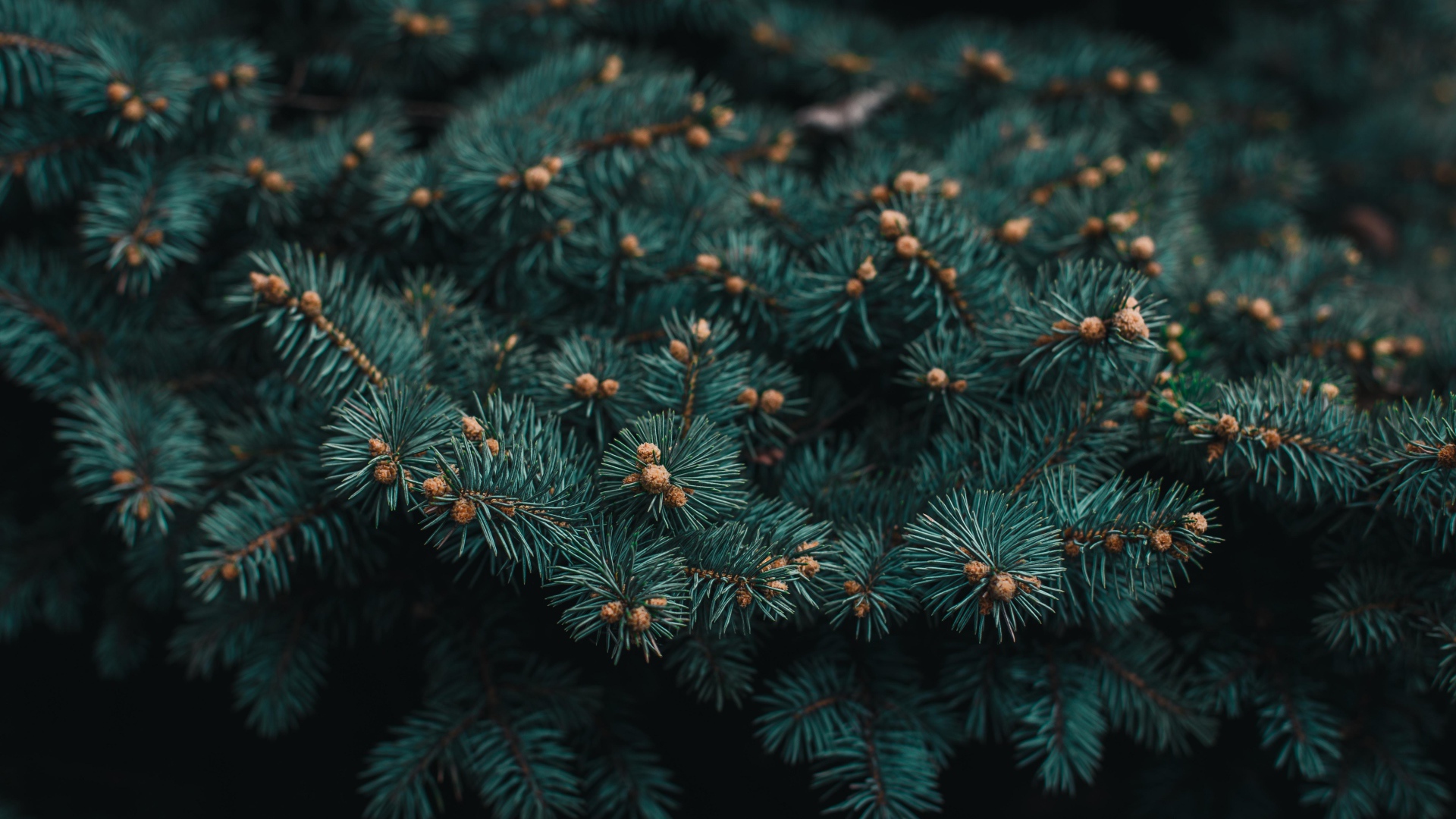 Зеленая ветка ели с шишками