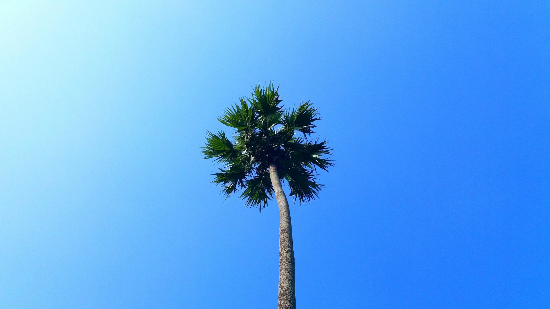 Зеленая верхушка пальмы на фоне голубого неба 