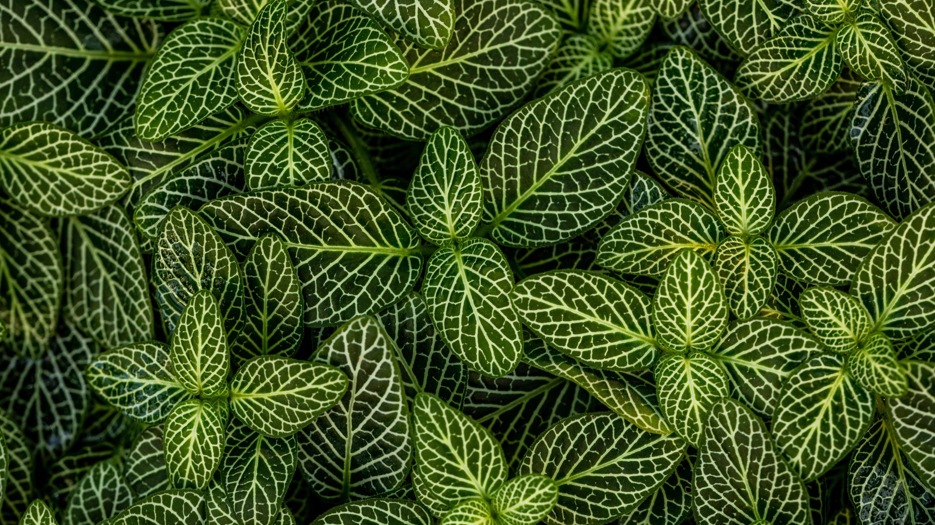 Много зеленых листьев растения с белыми полосками