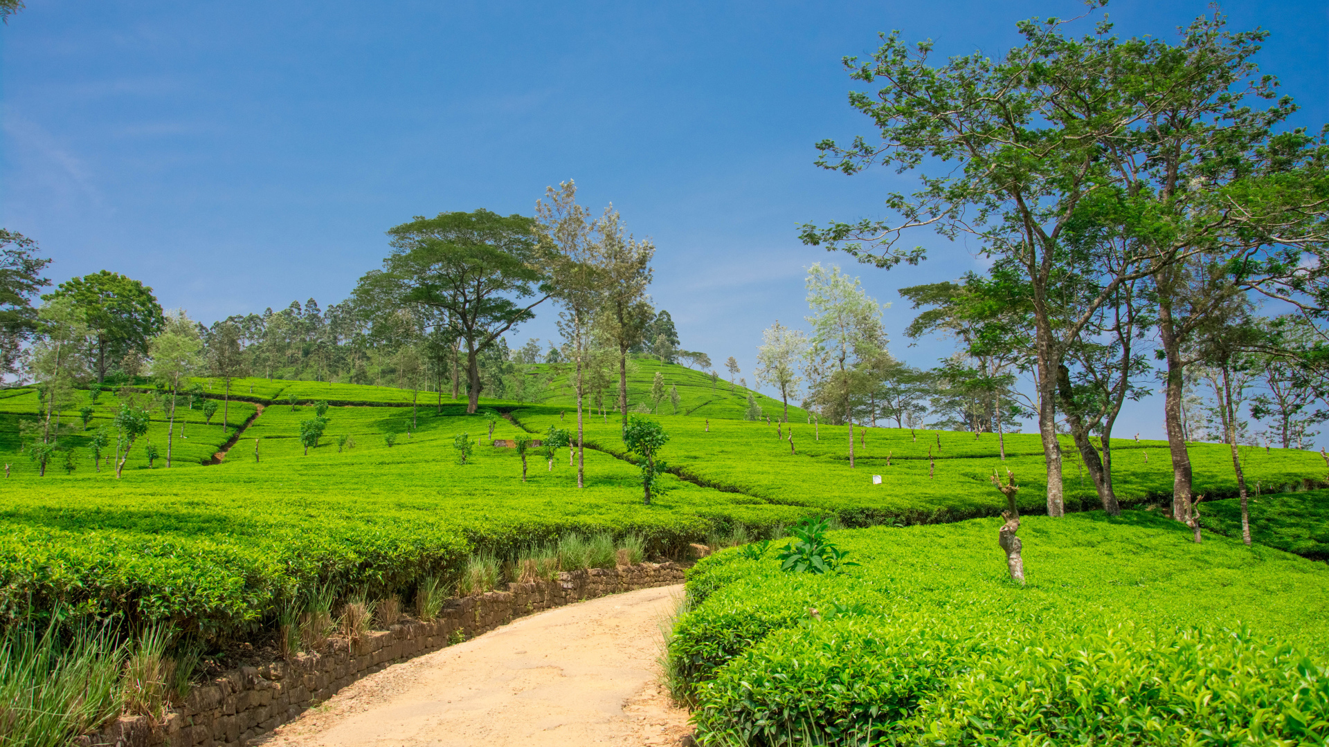 Чайные плантации с деревьями под голубым небом