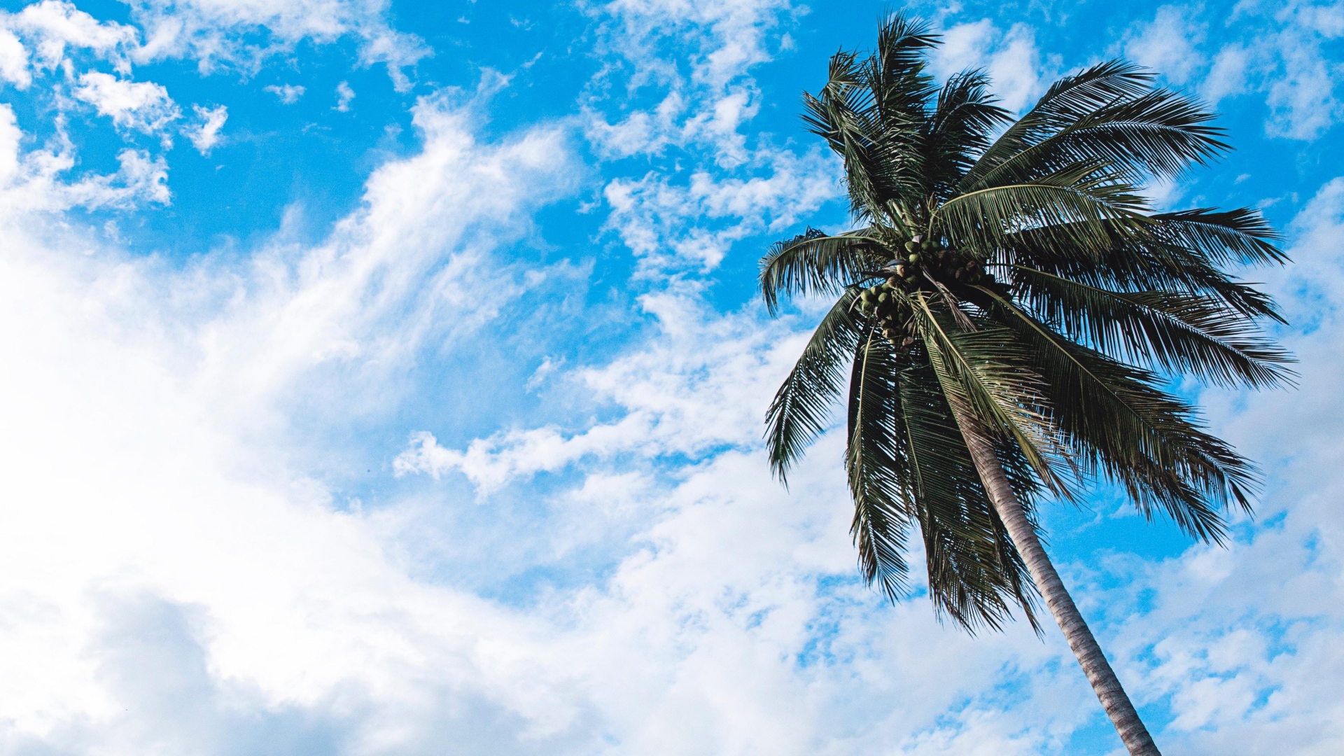 Зеленая пальма на фоне голубого неба с белыми облаками