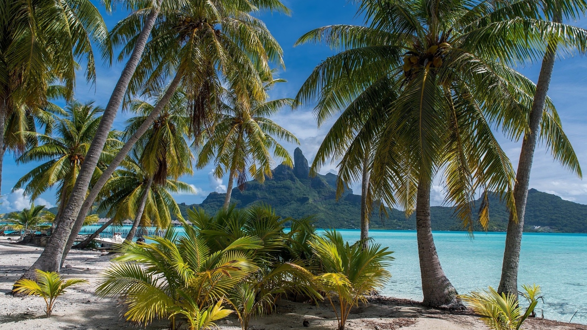 Зеленые тропические пальмы над морем на пляже