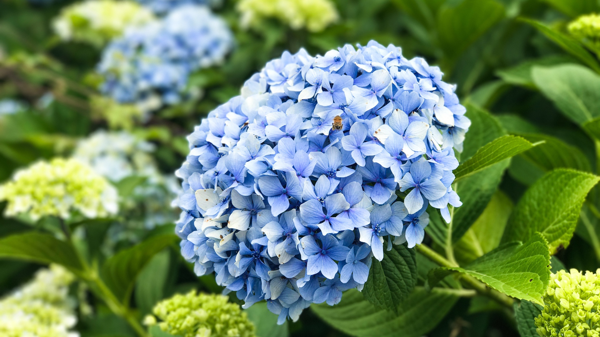 Красивый голубой цветок гортензии на клумбе 