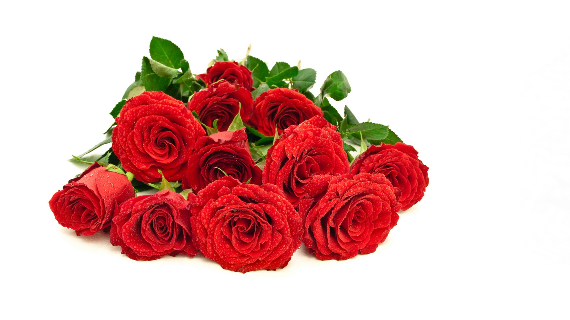 Красивый букет красных роз в каплях росы на белом фоне