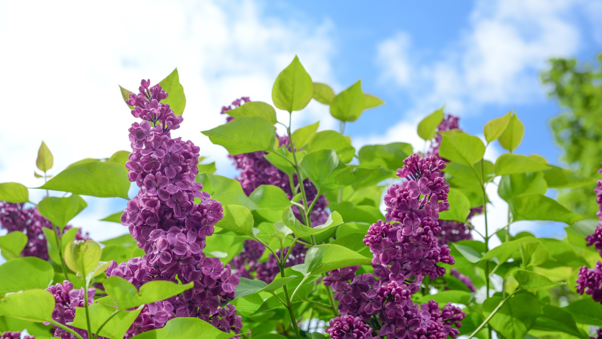 Красивые ветки сирени на фоне голубого неба 