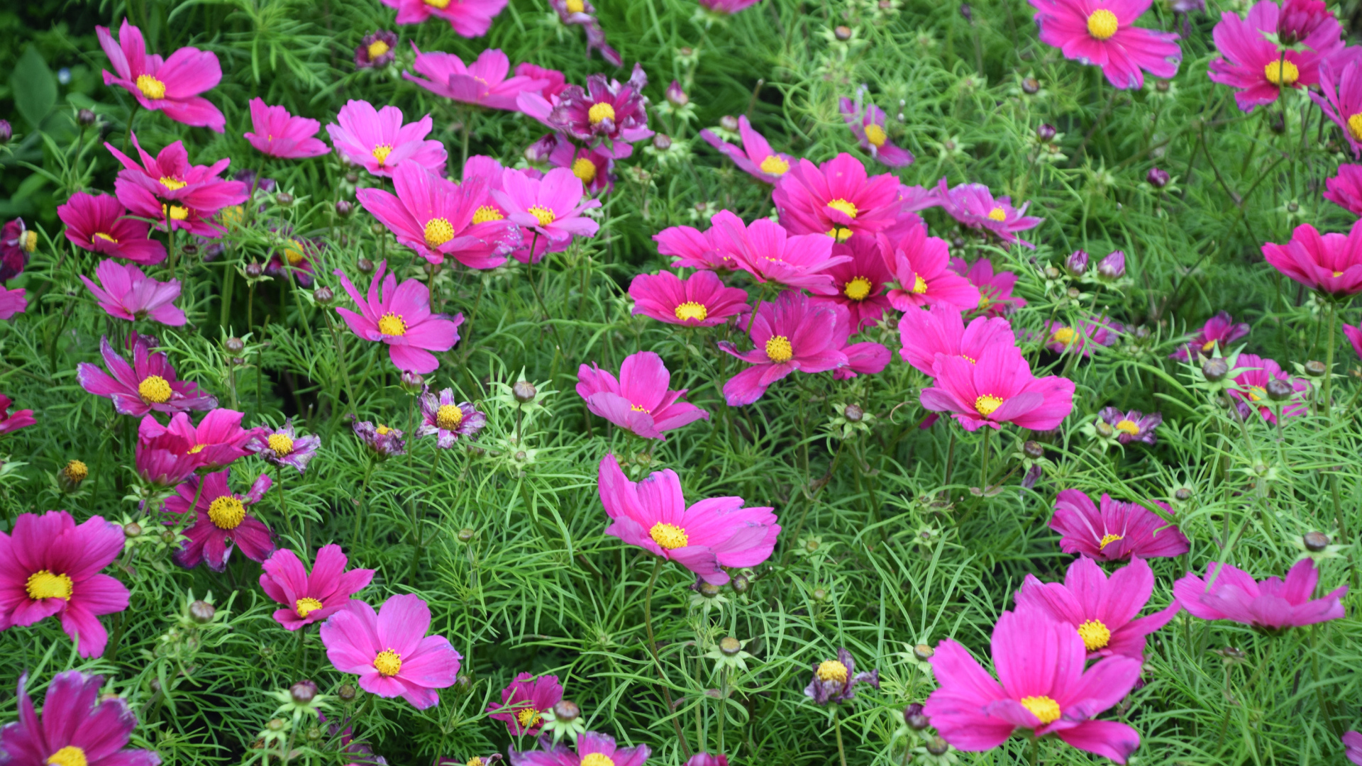 Красивые нежные розовые цветы космея на клумбе