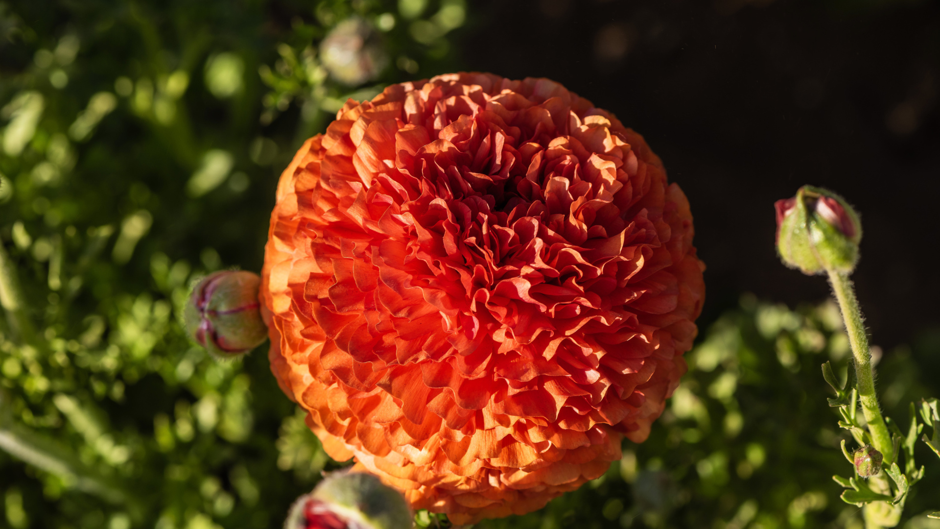 Красивый оранжевый лютик с бутонами крупным планом