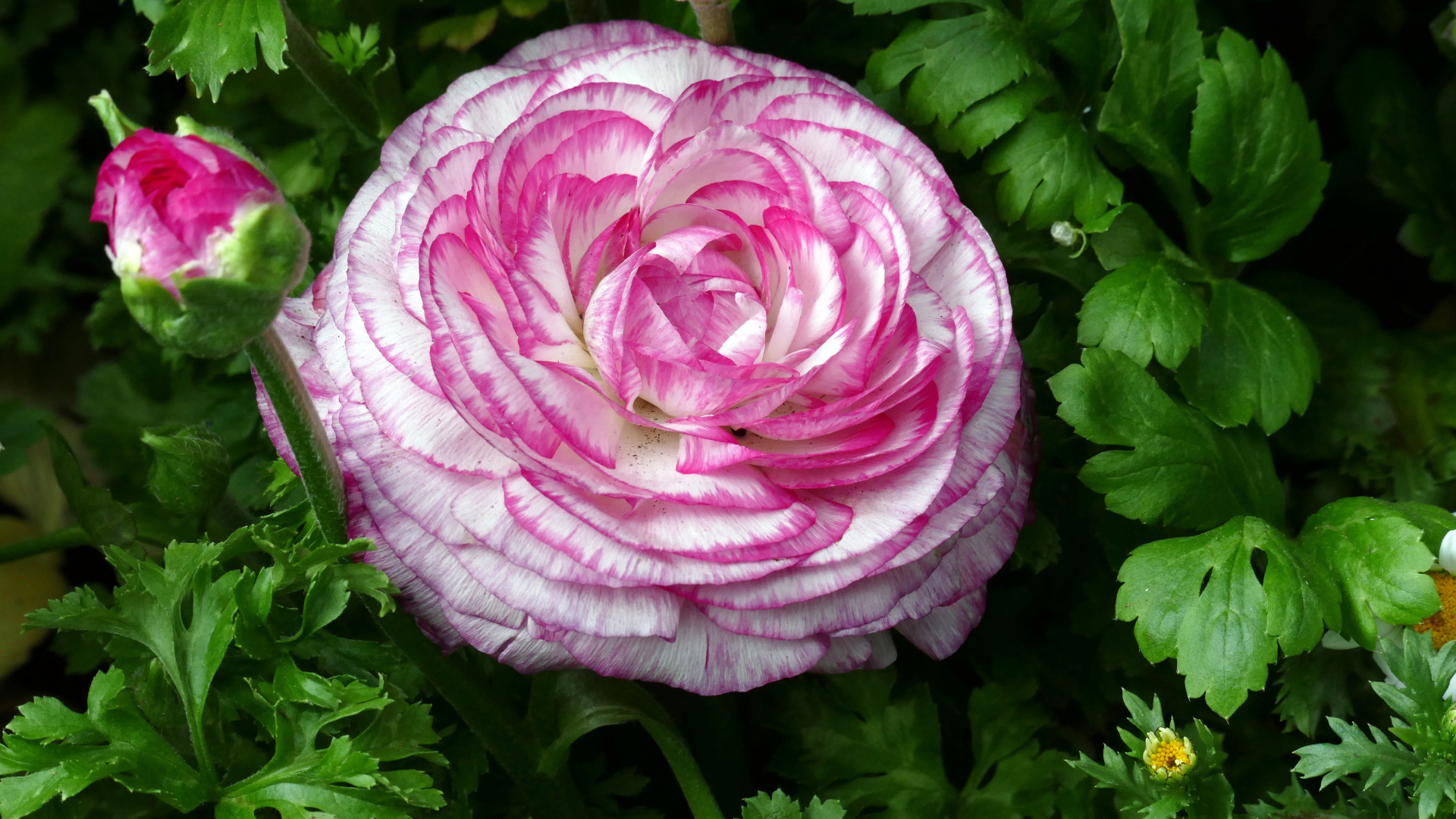 Красивый розовый лютик в зеленых листьях