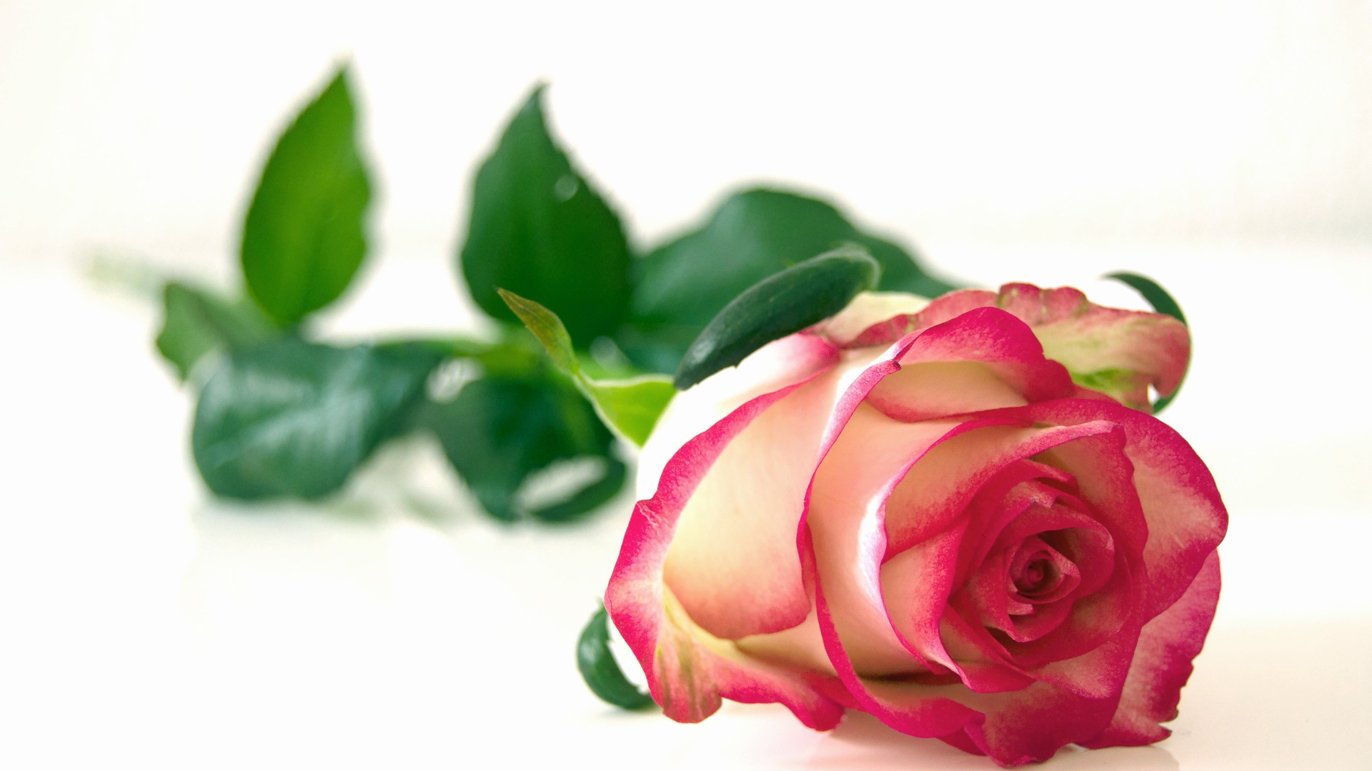 Красивая розовая роза с зелеными листьями на белом фоне 