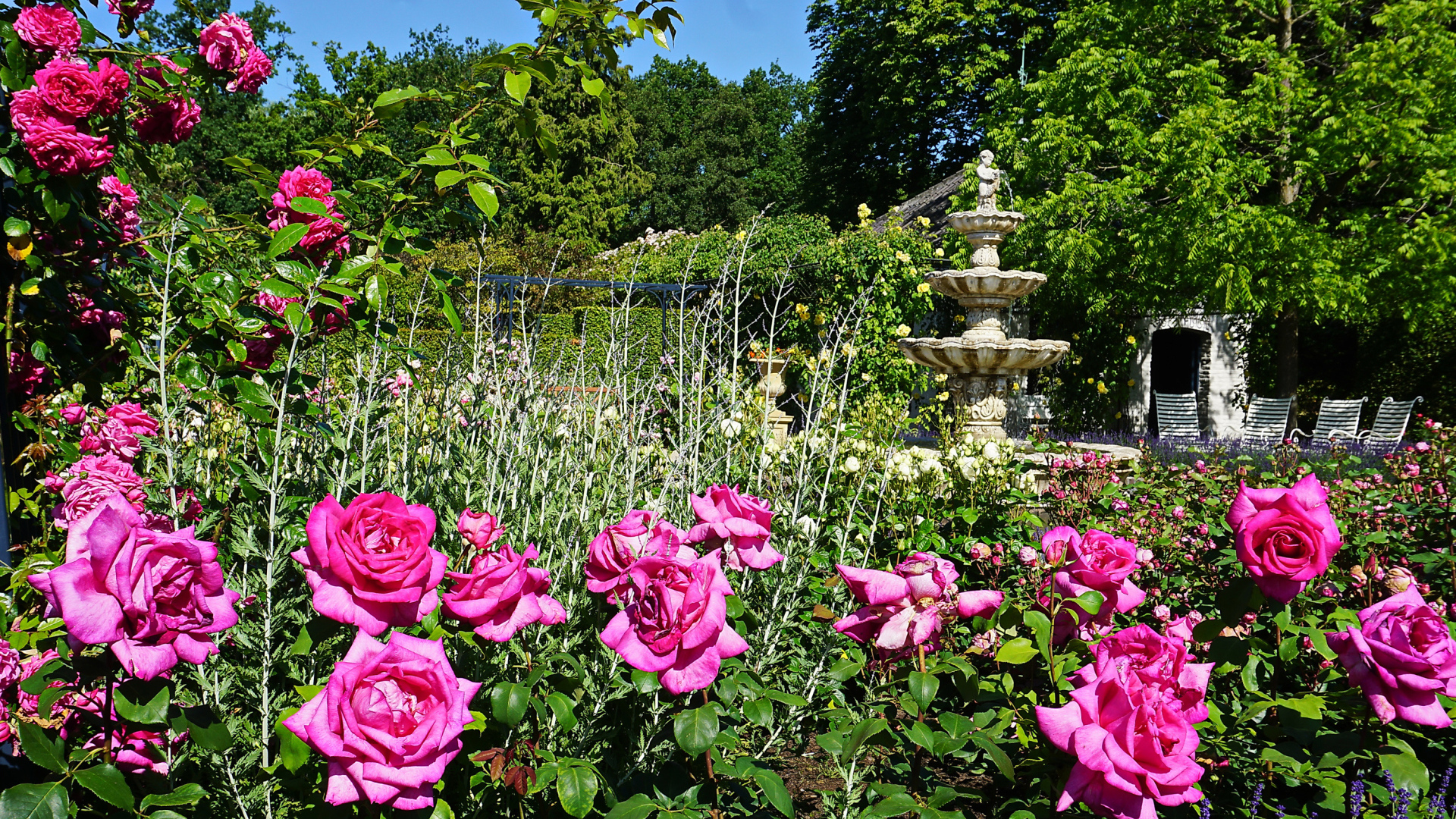 Красивые розовые розы в саду у фонтана