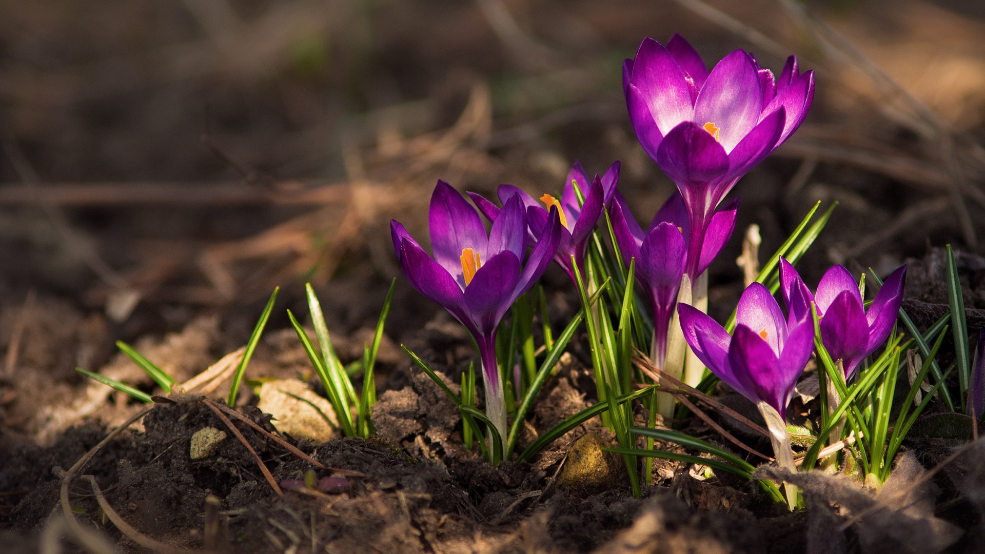 Красивые фиолетовые крокусы на земле