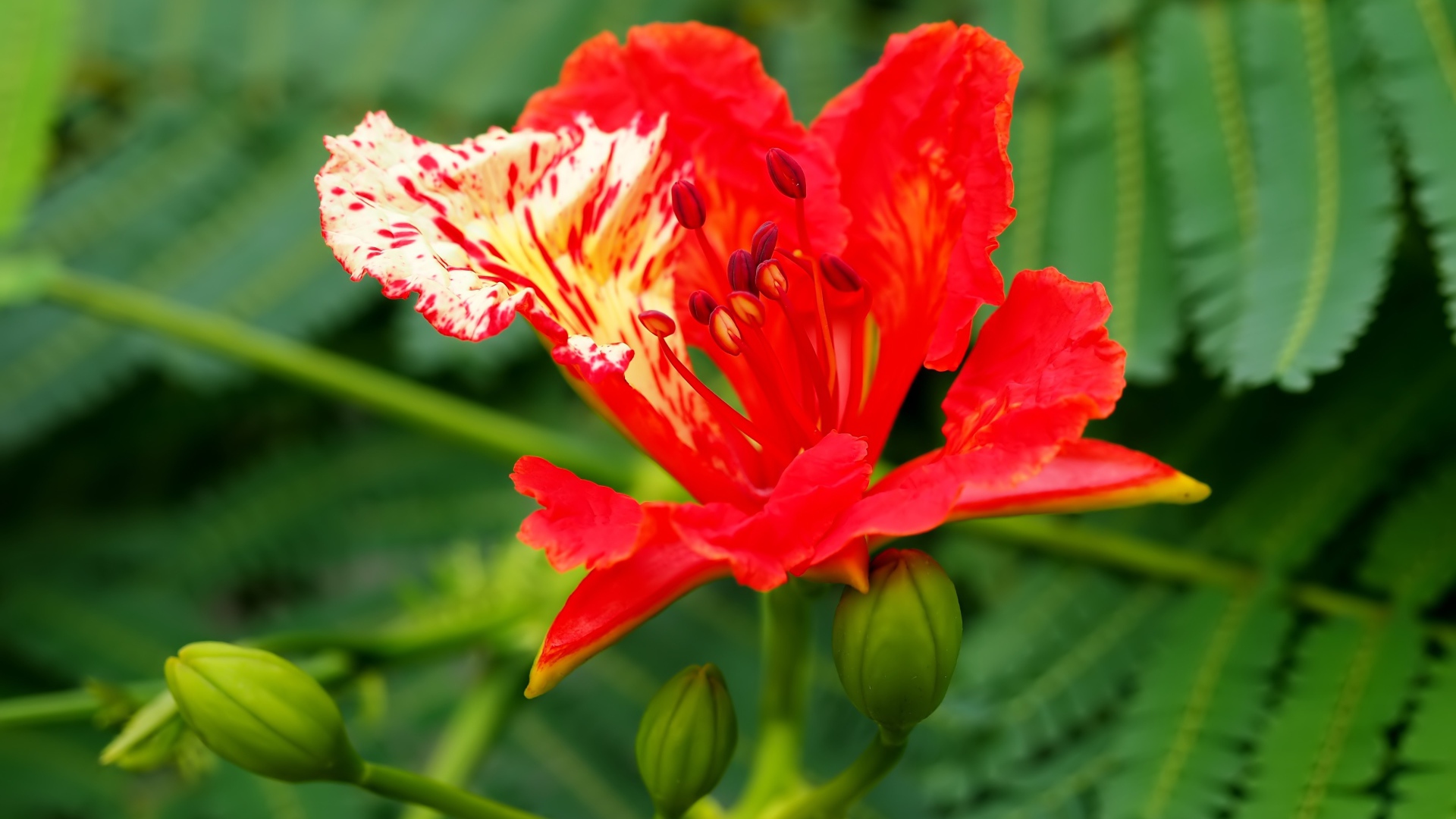 Красивый красный цветок Делоникс королевский крупным планом