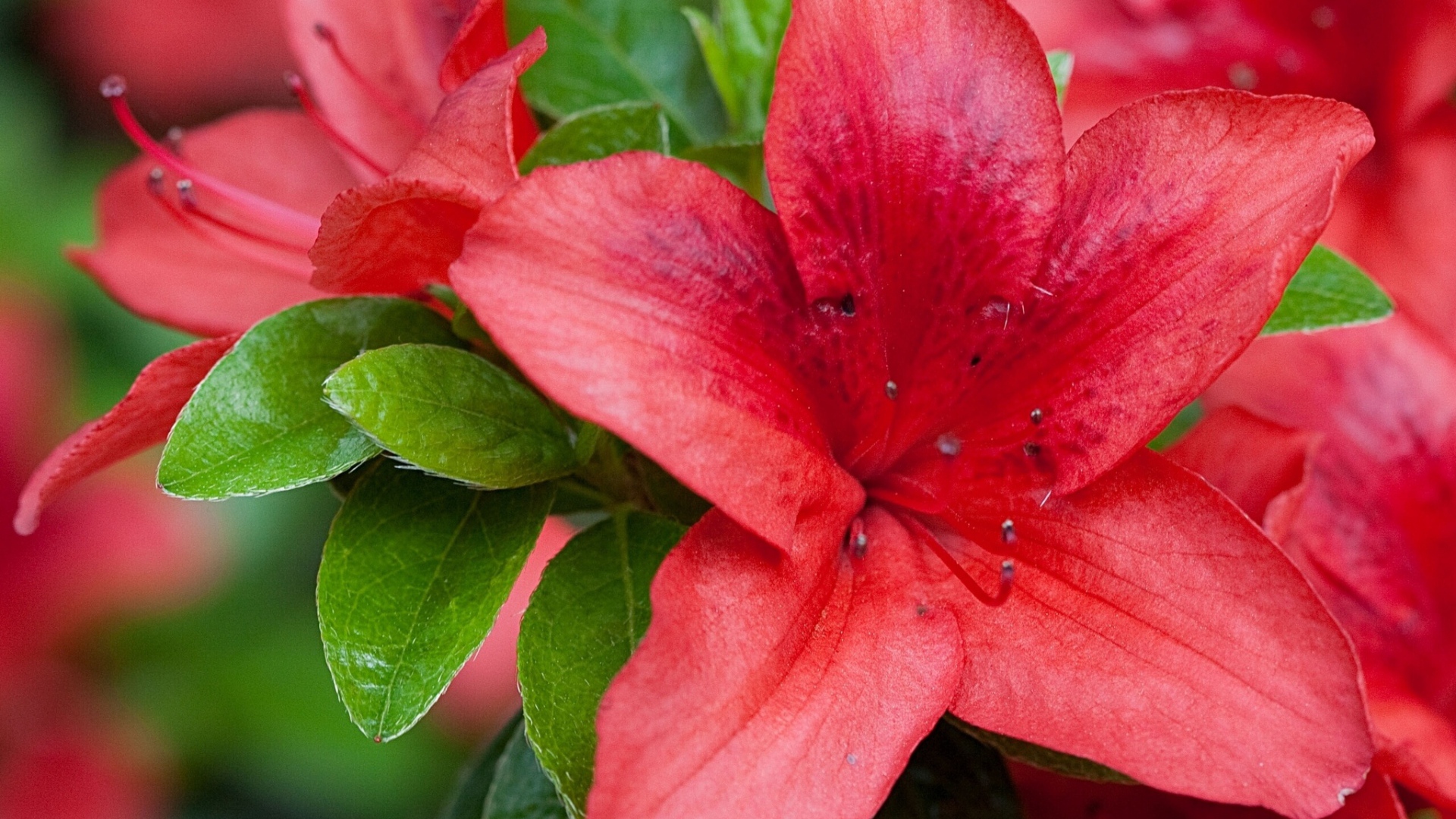 Beautiful red azalea flower closeup