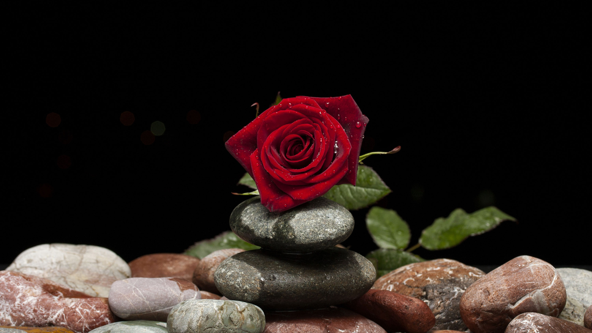 Красивая красная роза лежит на декоративных камнях на черном фоне