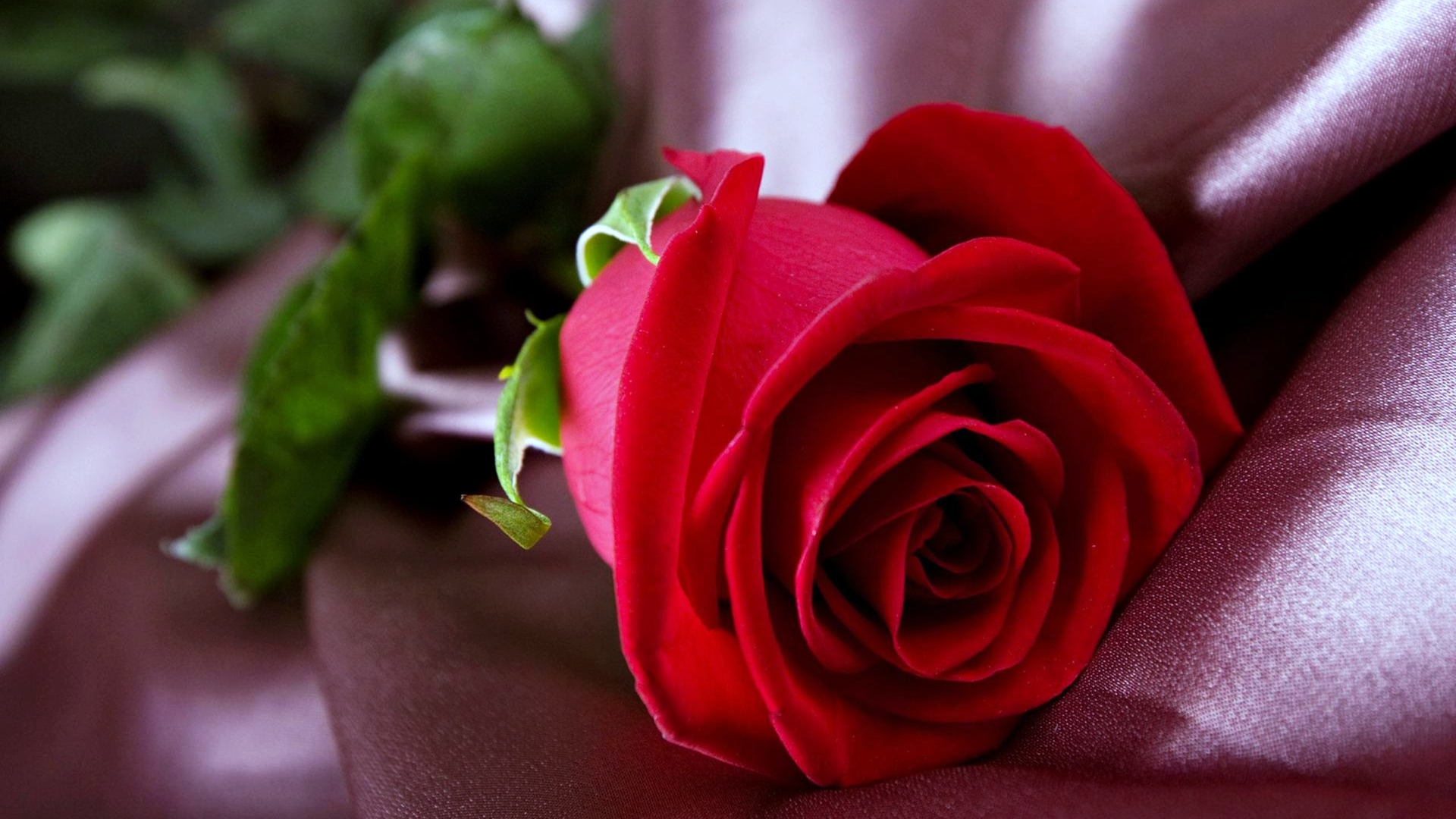 Красивая красная роза лежит на ткани 