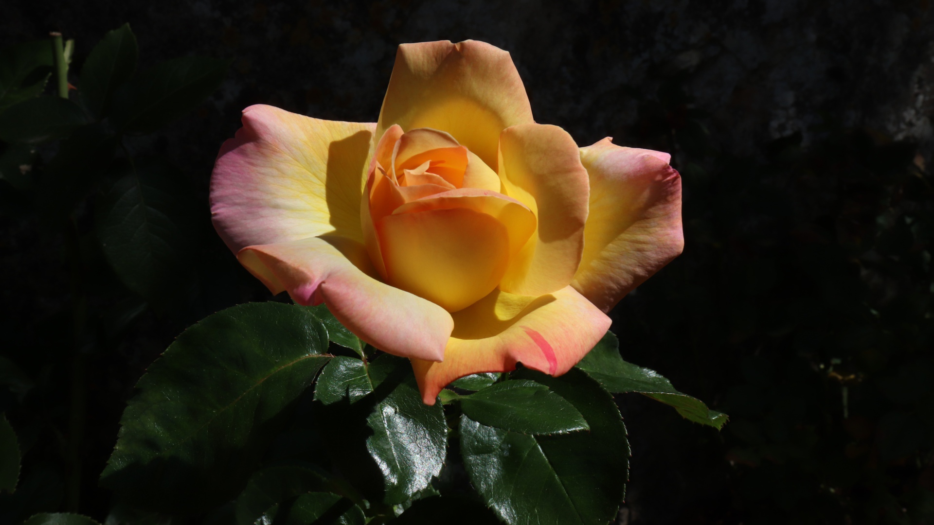 Красивая роза с зелеными листьями на клумбе крупным планом 