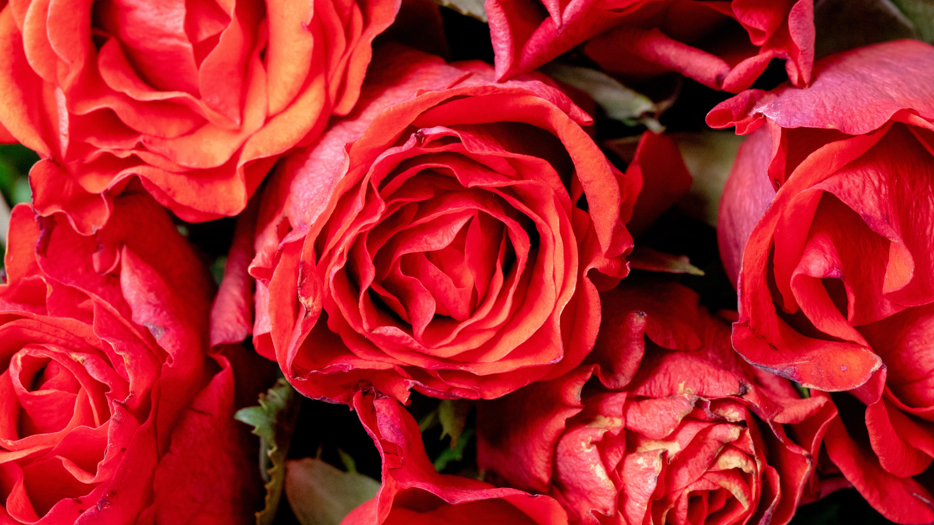 Красивые розы с розовыми лепестками крупным планом