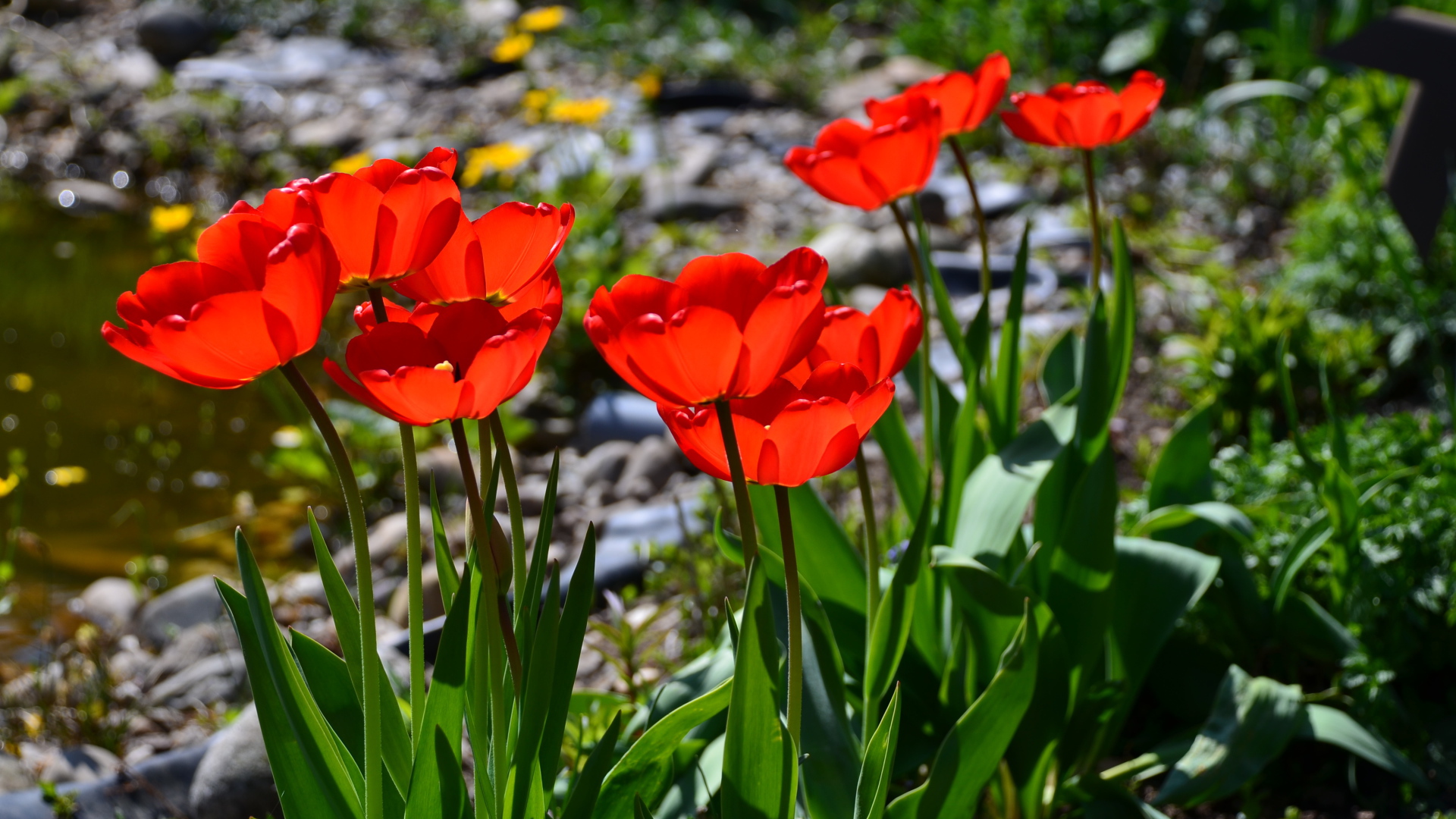 Красивые алые тюльпаны в лучах солнца на клумбе
