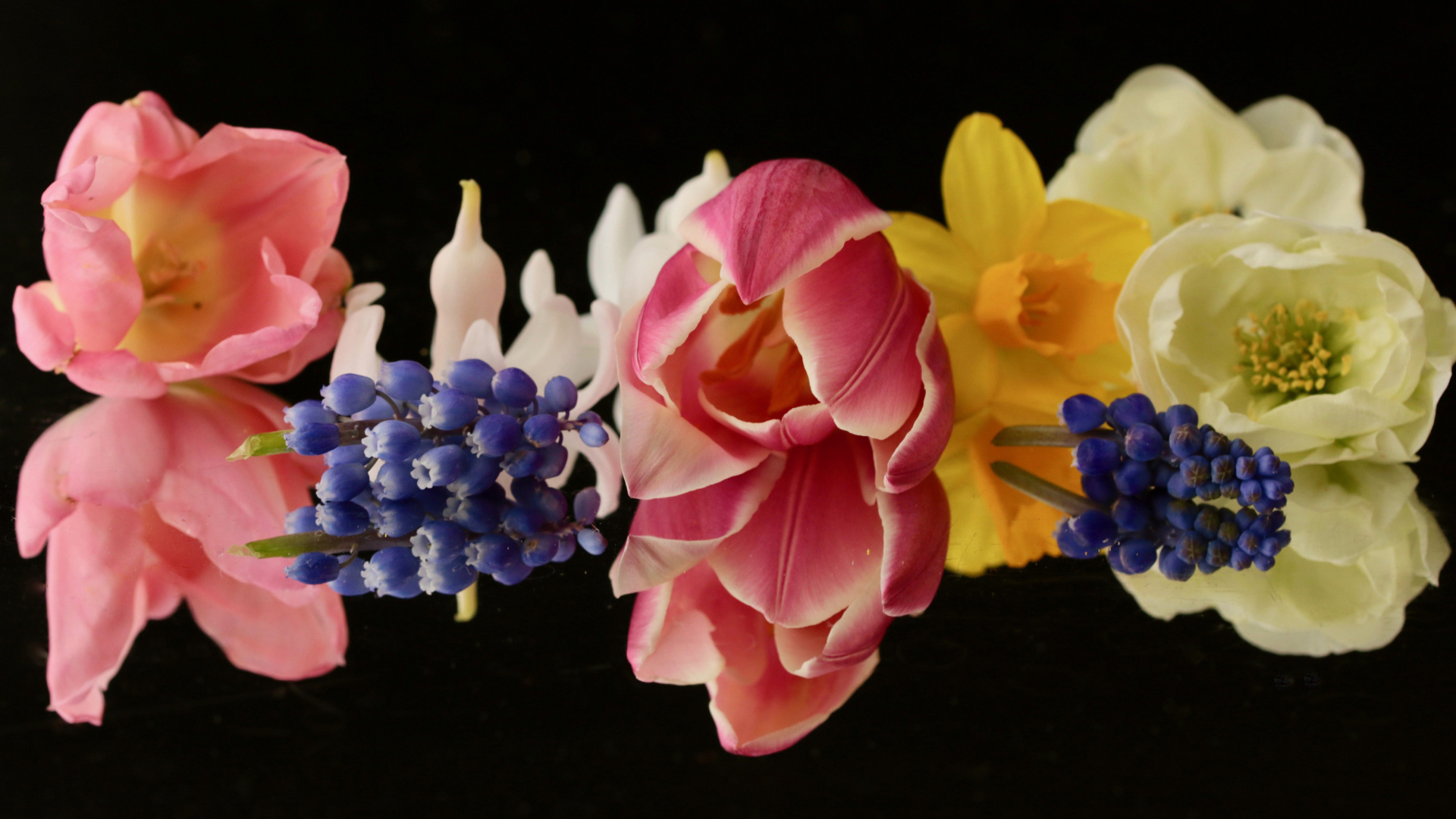 Красивые весенние цветы на черном фоне крупным планом