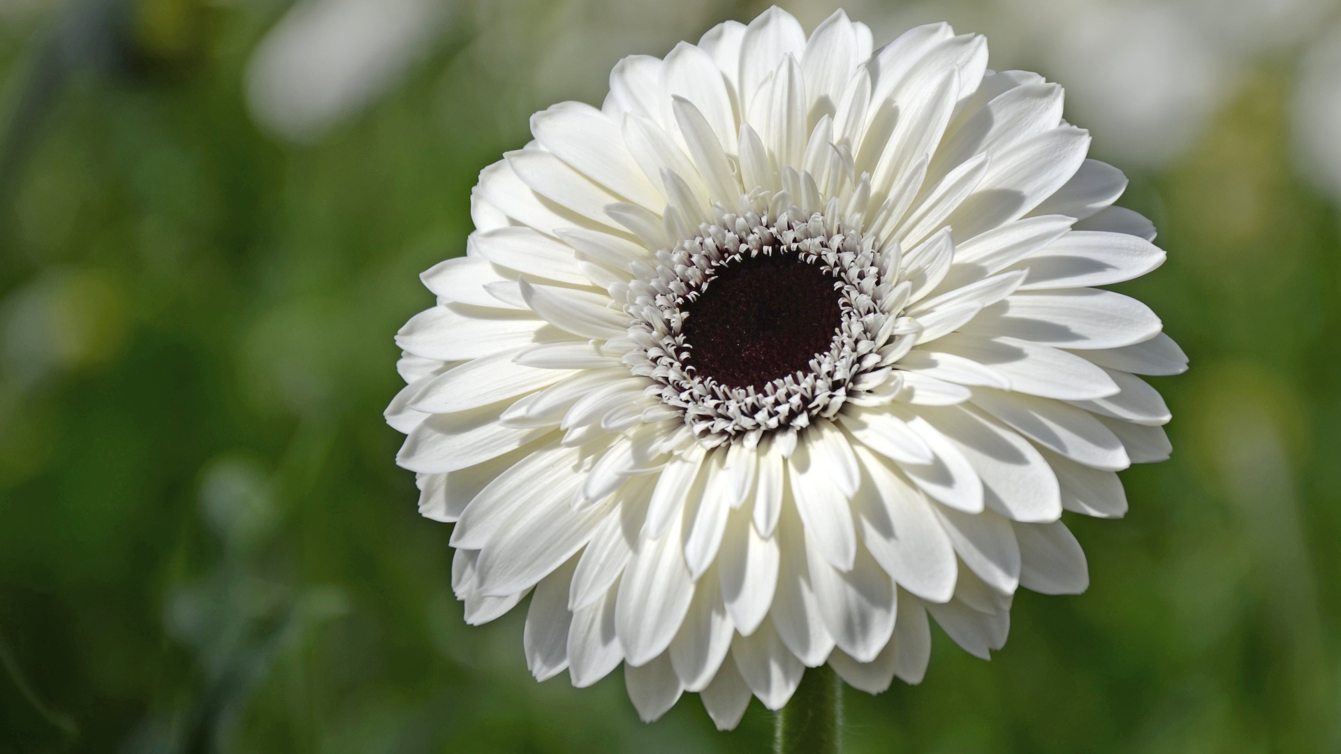 Красивый белый цветок герберы с черной серединой