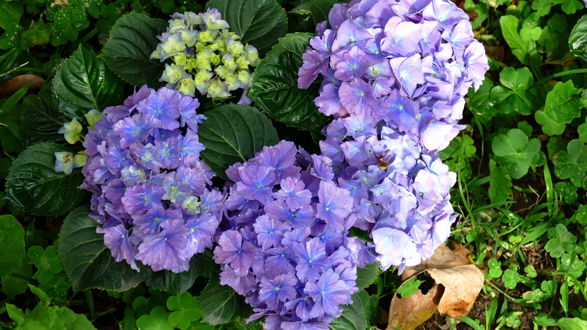 Голубые цветы гортензии с зелеными листьями