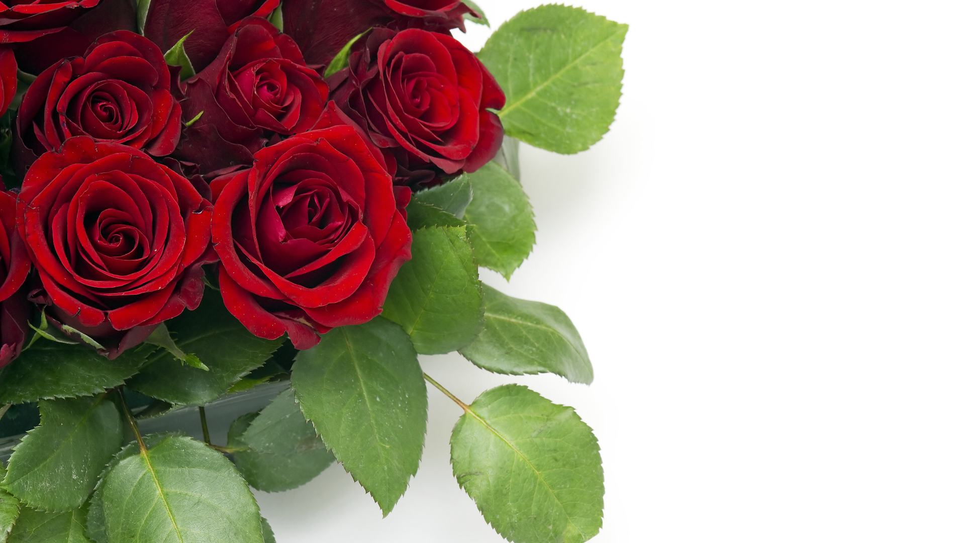 Букет красивых праздничных красных роз на белом фоне