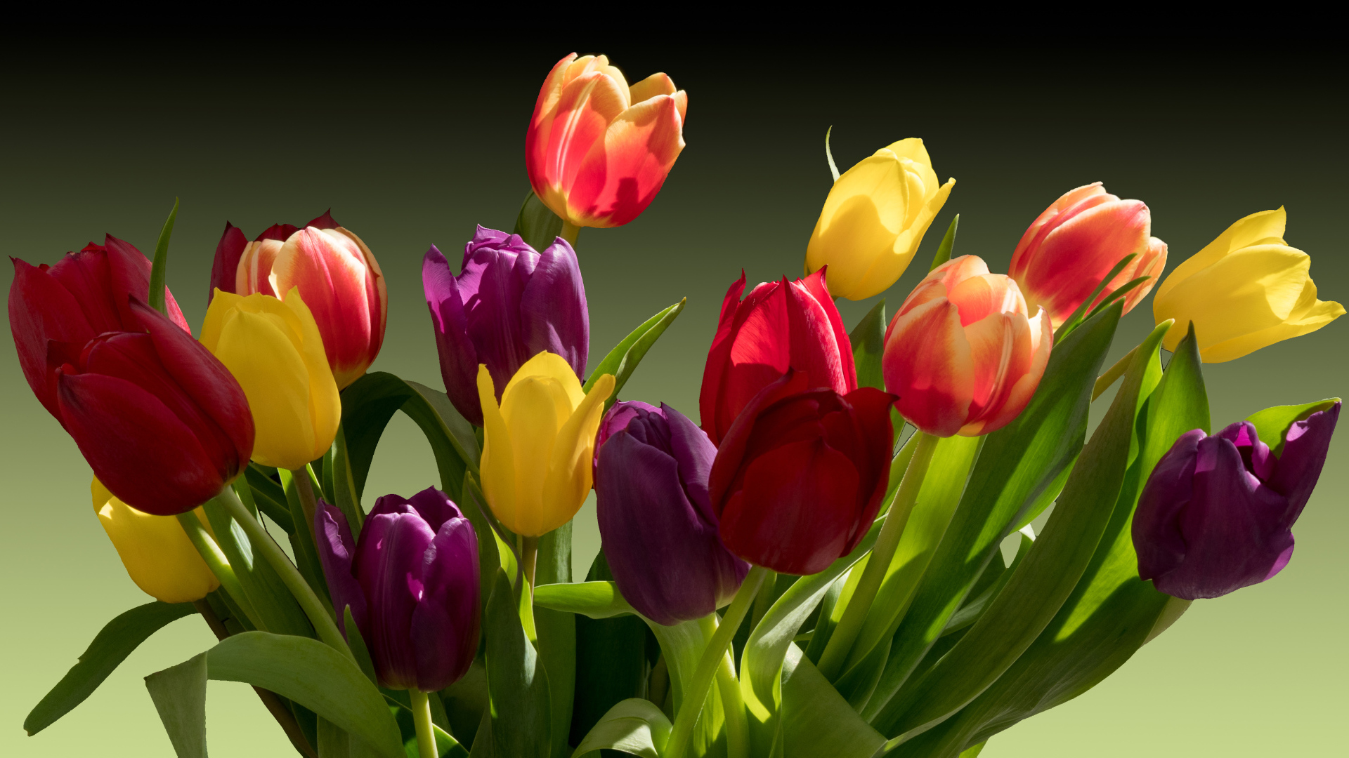 Букет разноцветных тюльпанов крупным планом