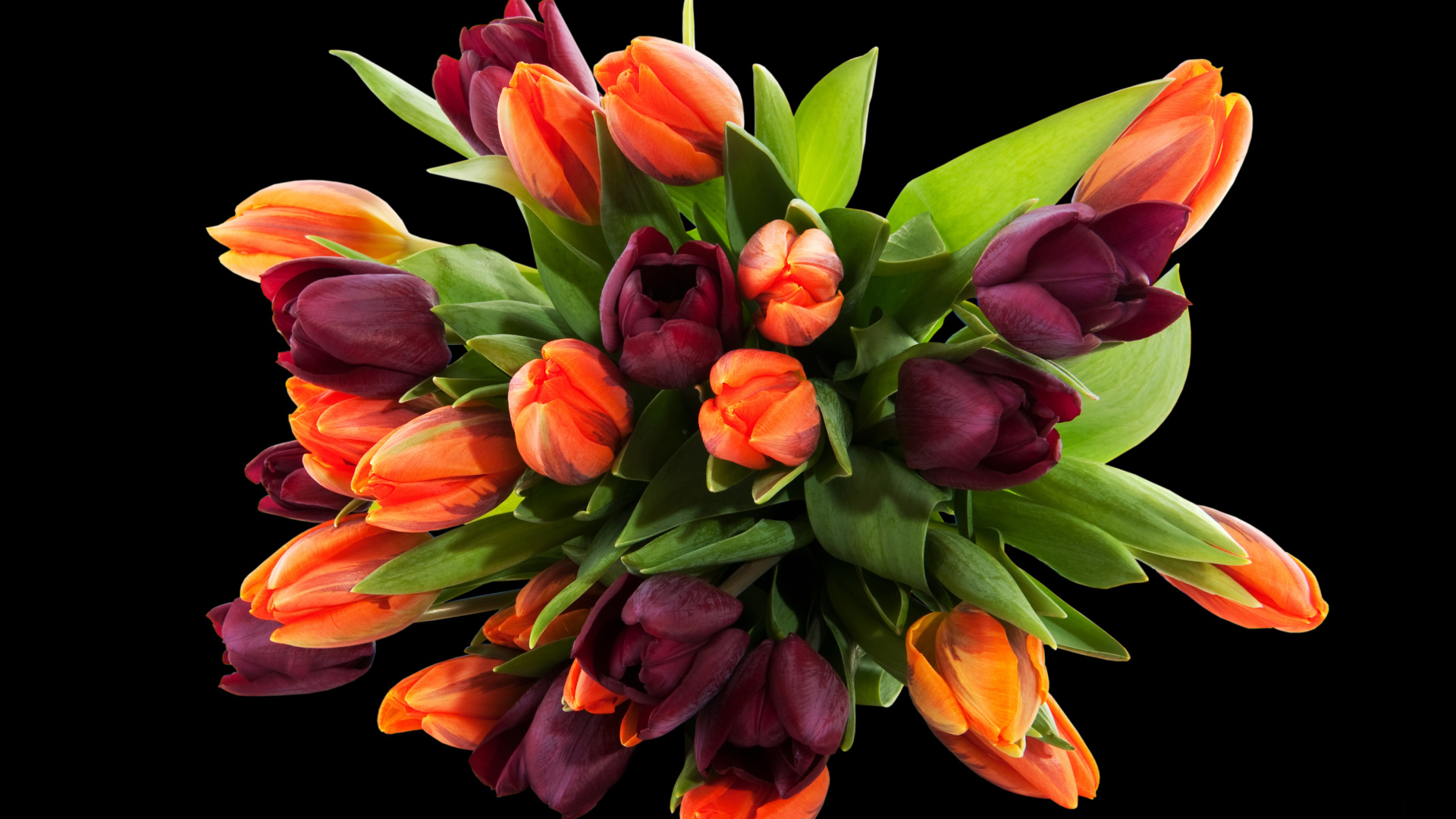 Букет разноцветных тюльпанов на черном фоне