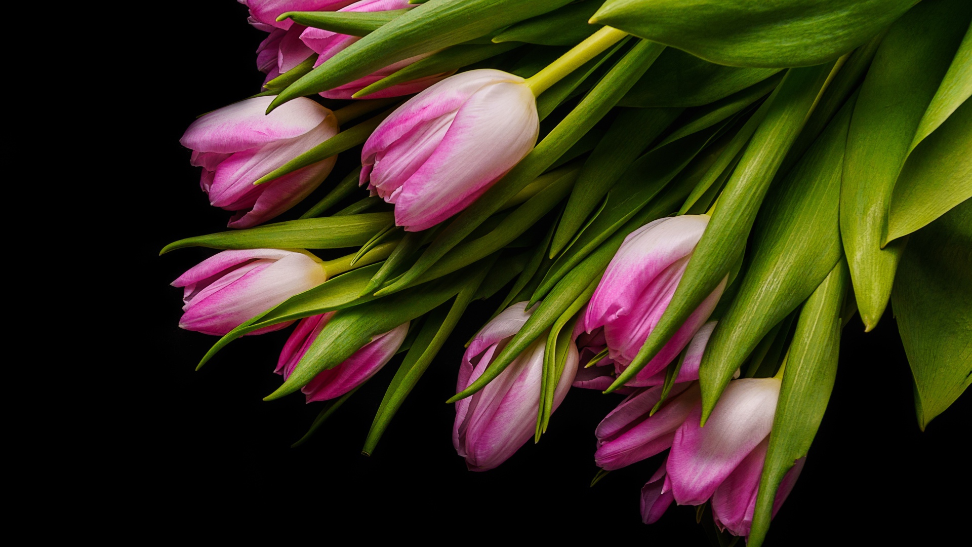 Букет розовых тюльпанов с зелеными листьями на черном фоне