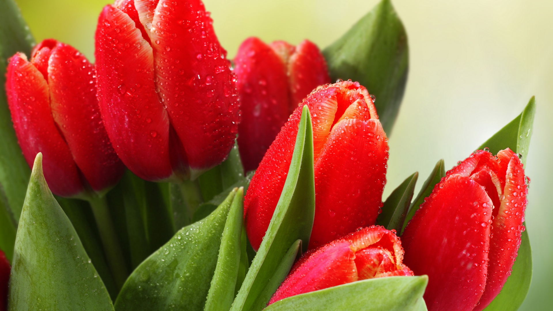 Букет красных тюльпанов в каплях росы 