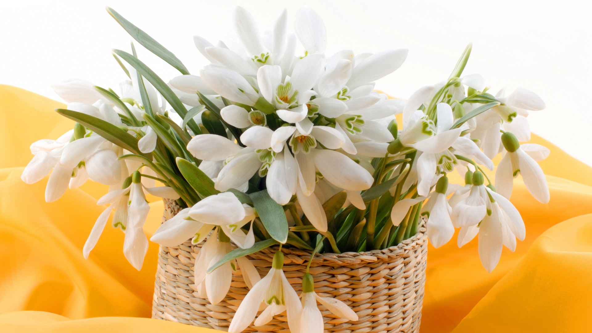 Букет нежных белых весенних подснежников в корзине