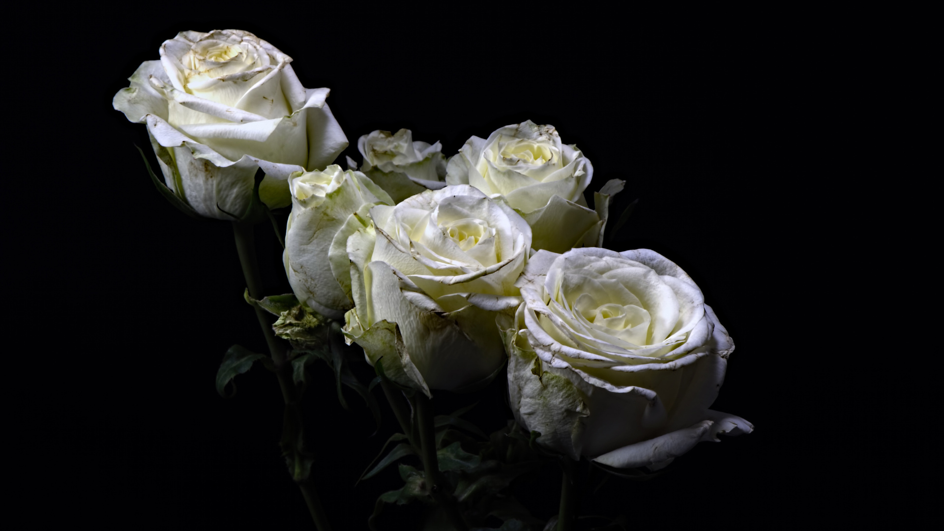 Букет белых роз на черном фоне