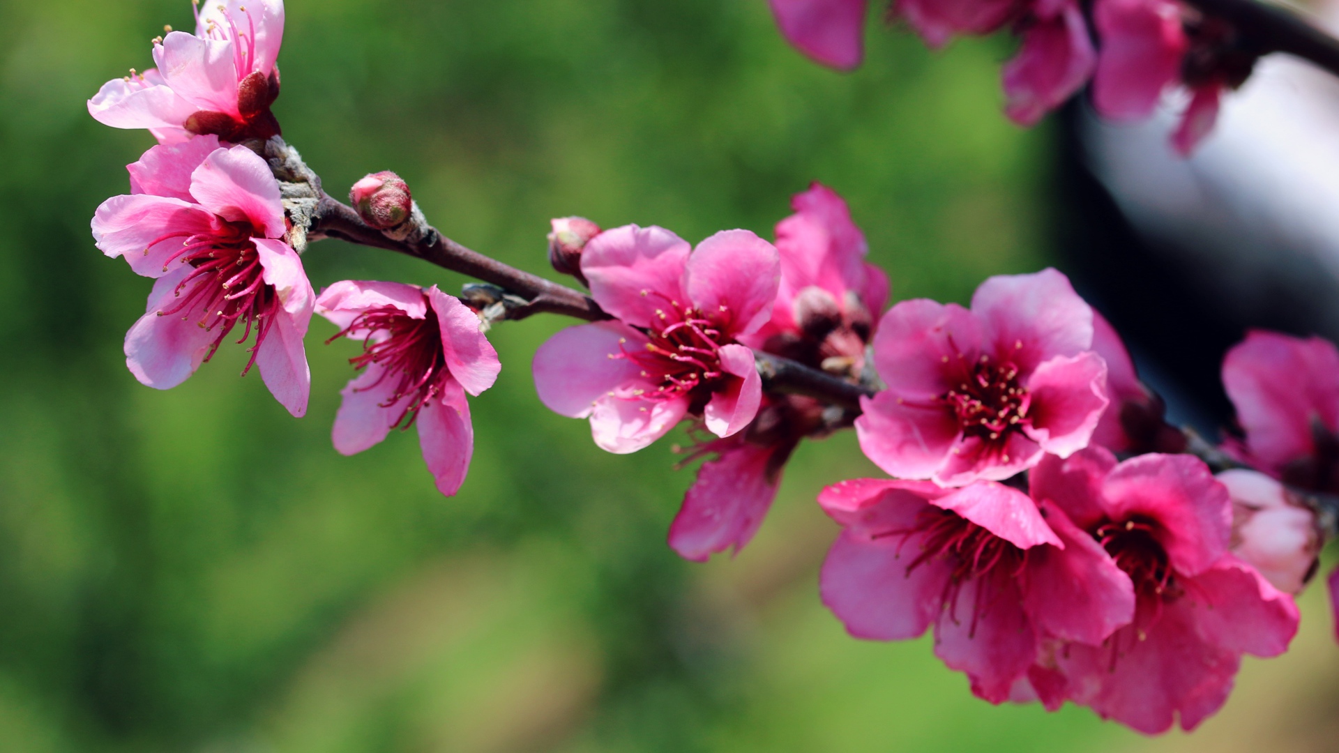 Ветка с красивыми розовыми цветами крупным планом