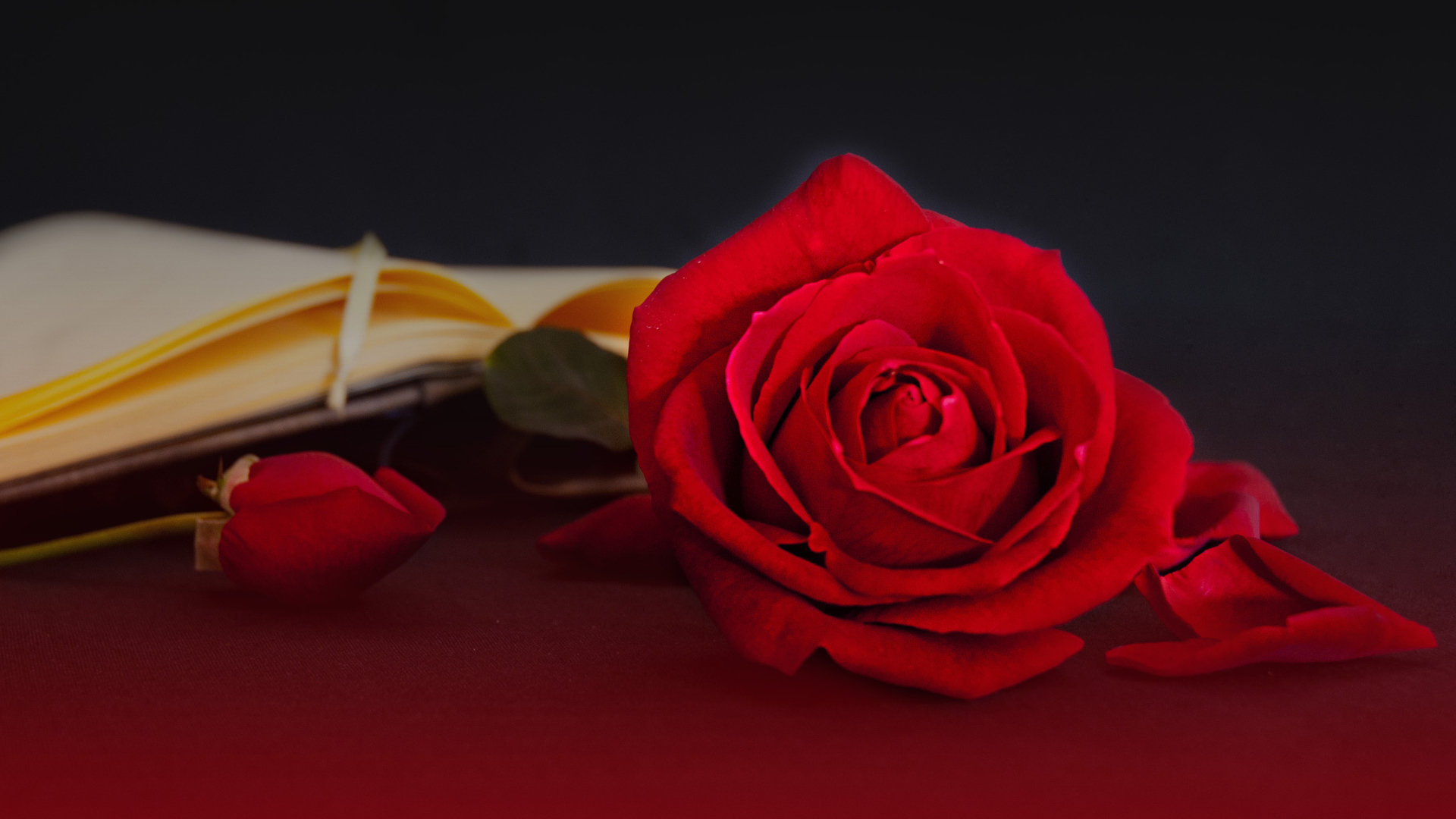 Яркая красная чайная роза на столе с книгой