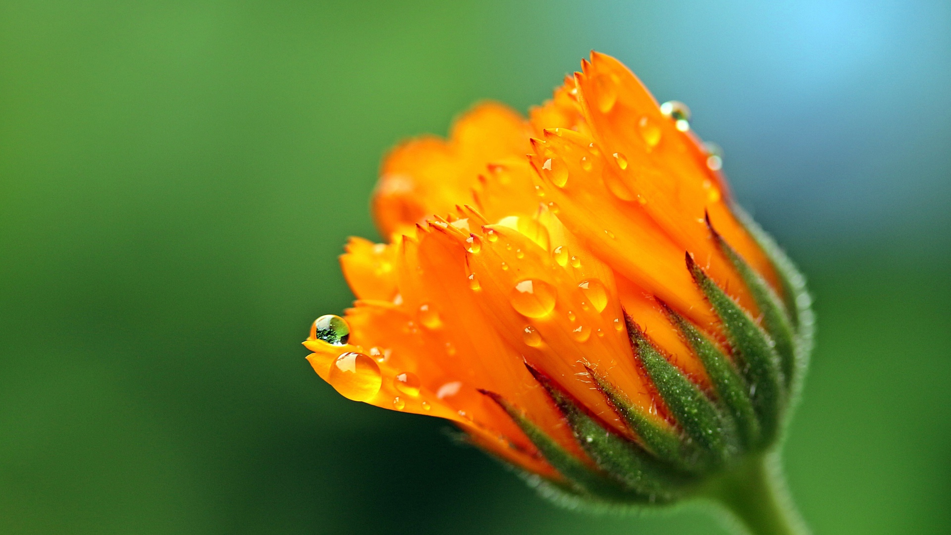 Бутон цветка календулы в каплях росы на зеленом фоне