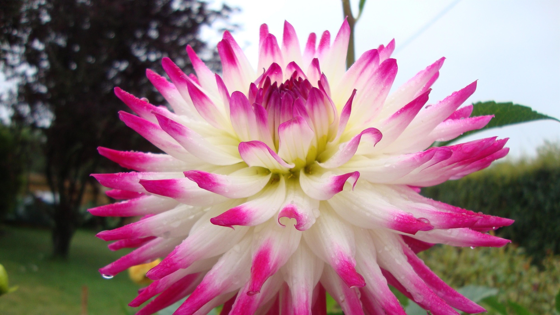 Цветок георгин с розово-белыми лепестками крупным планом