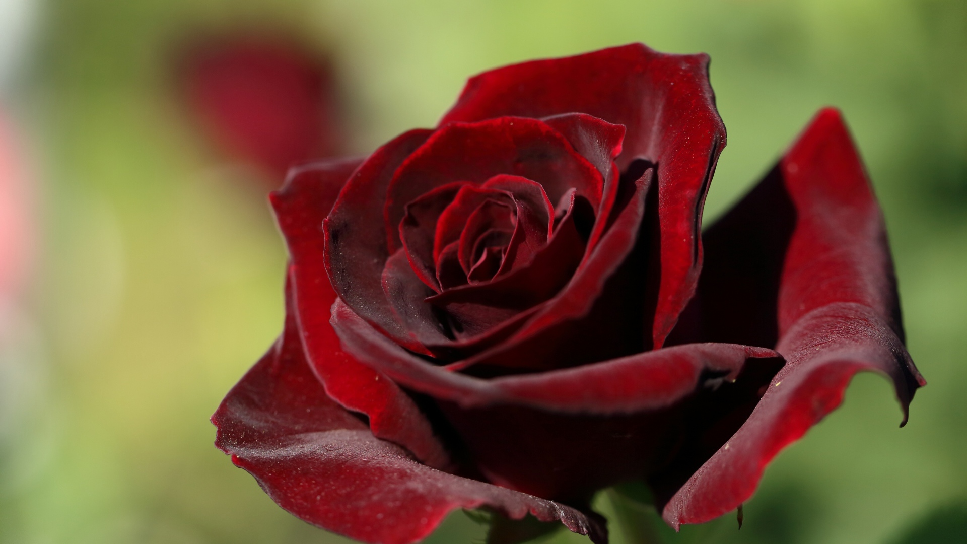 Темная бордовая роза крупным планом