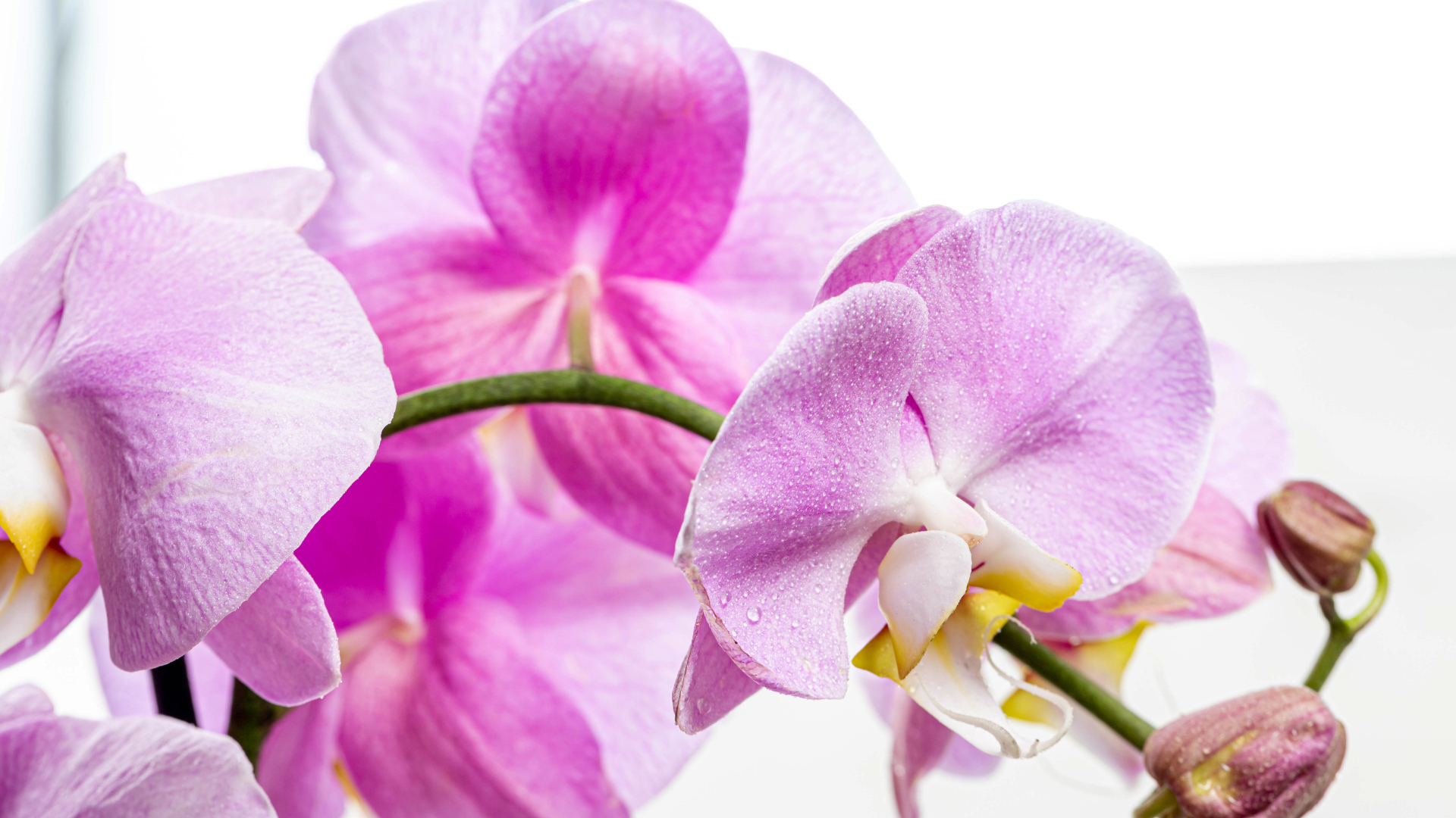 Нежная розовая хризантема с бутонами на белом фоне 