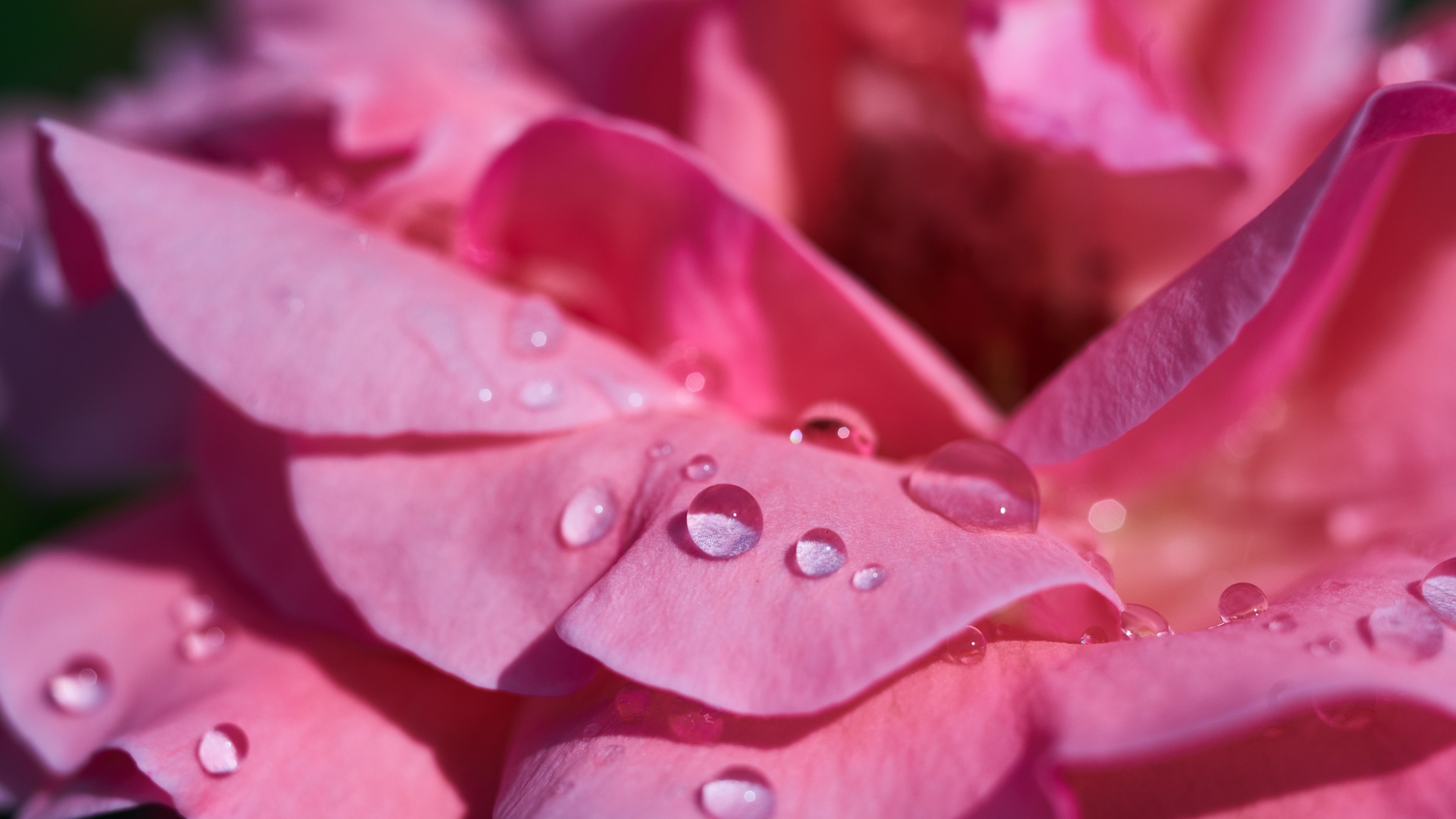 Нежные розовые лепестки розы в каплях росы