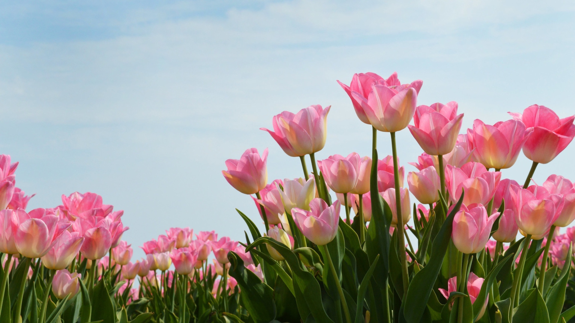 Нежные розовые тюльпаны на фоне голубого неба